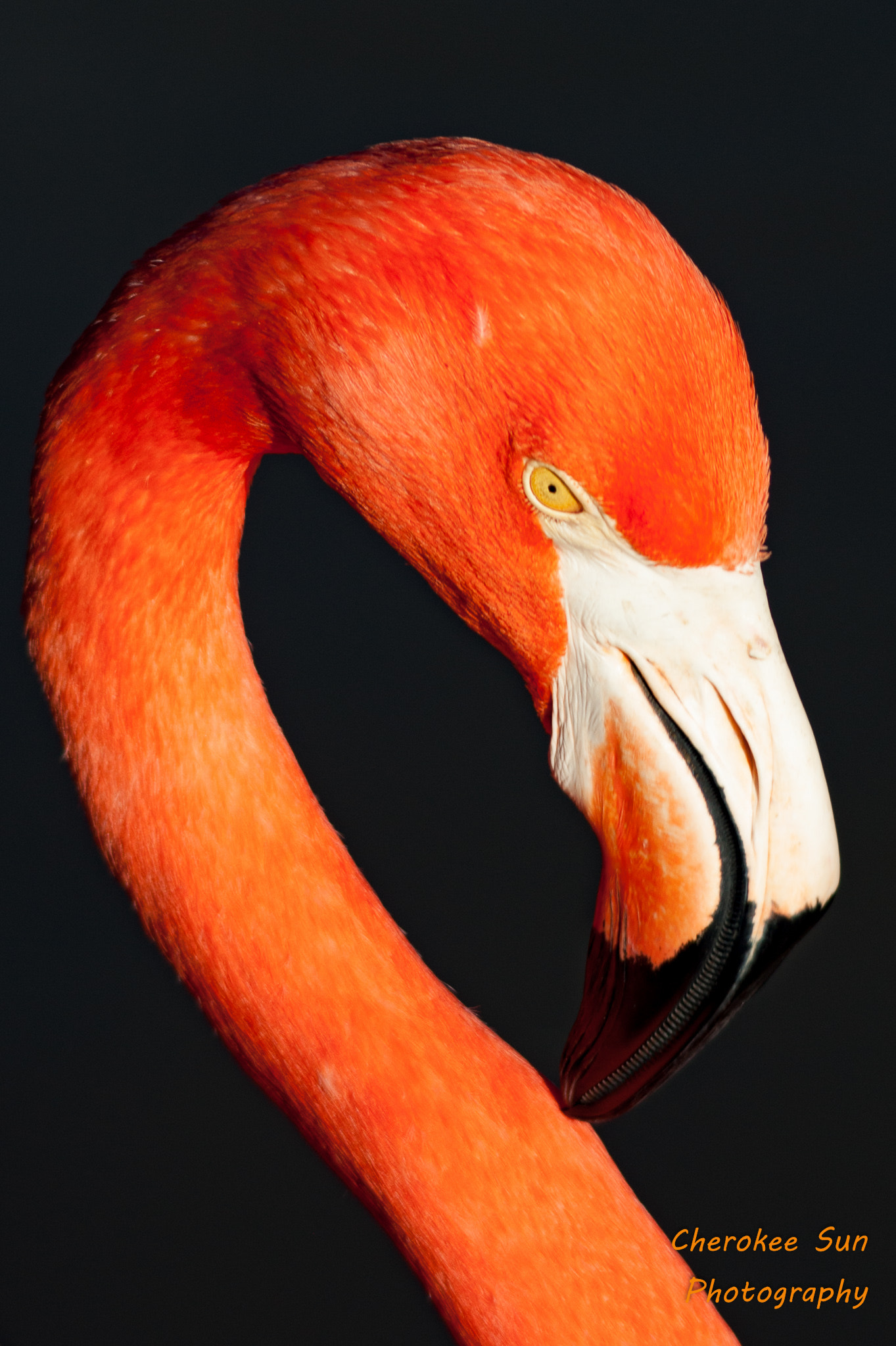 Sony Alpha DSLR-A390 sample photo. Florida flamingo photography