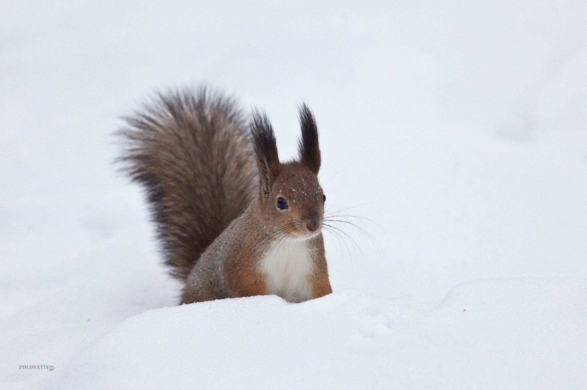 Canon EF 300mm F4L IS USM sample photo. Squirrel # photography
