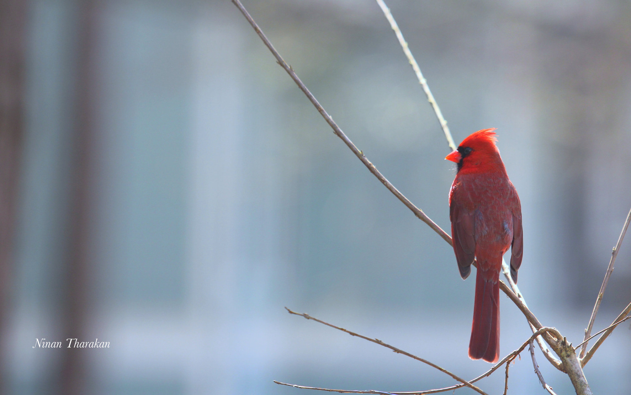 Canon EF 70-200mm F2.8L USM sample photo. Red cardinal photography