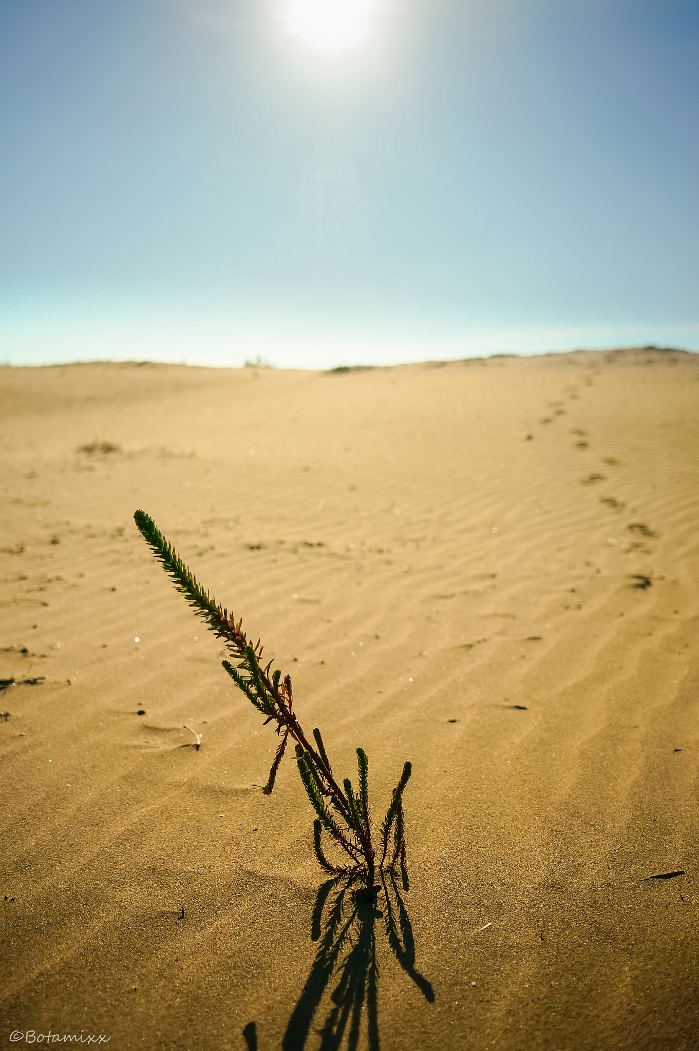 Sony Alpha NEX-6 + Sony E 20mm F2.8 sample photo. Une longue marche photography