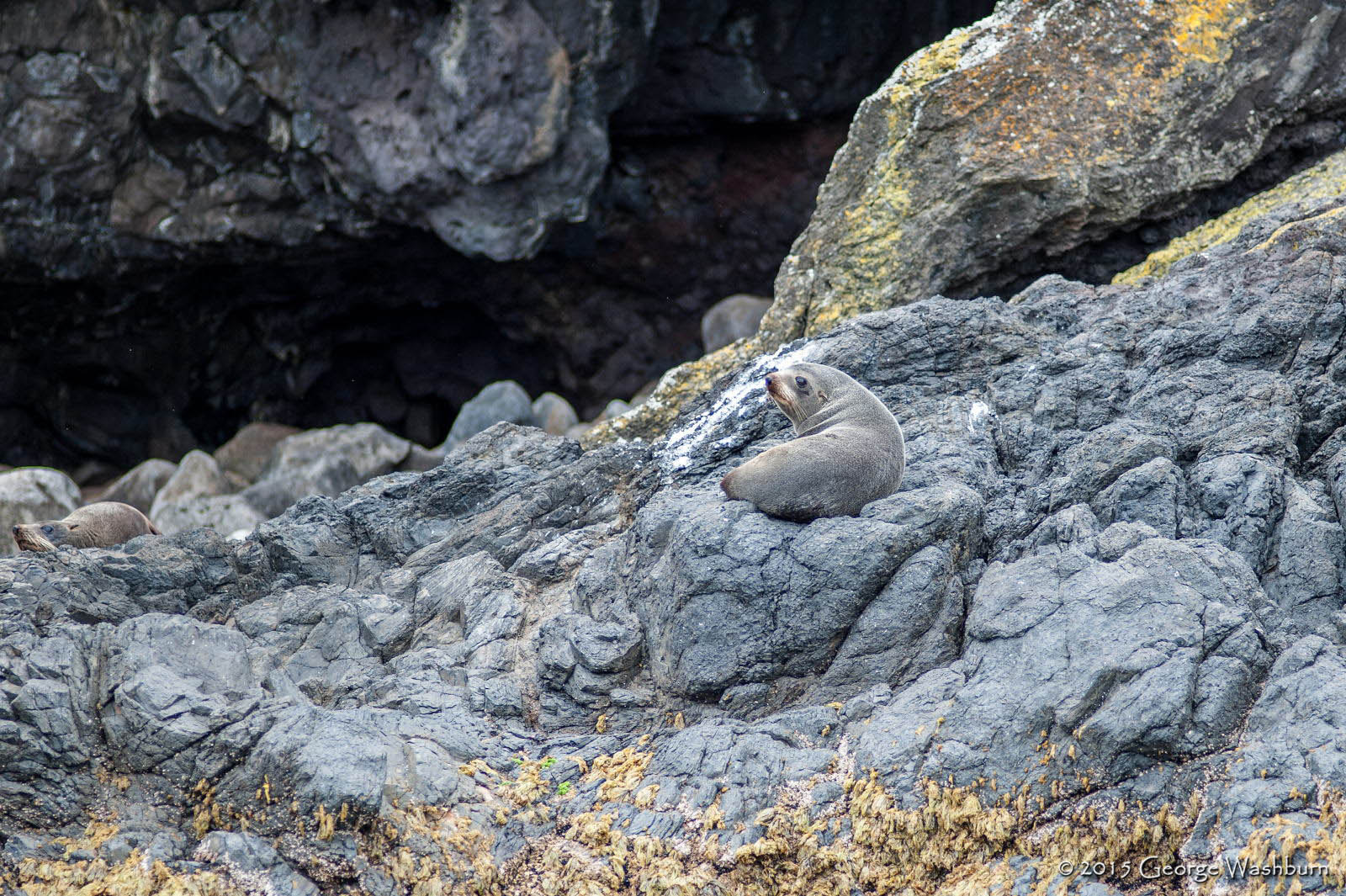 Nikon D700 + Nikon AF Nikkor 180mm F2.8D ED-IF sample photo. Fur seal, akaroa harbor, banks peninsula photography