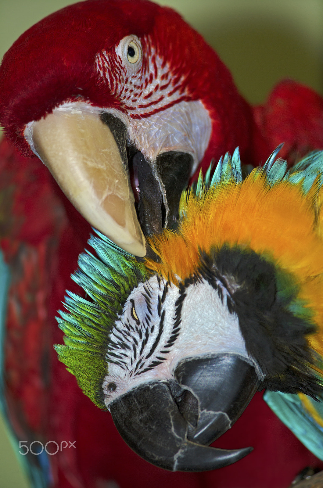 Nikon AF-S Nikkor 300mm F4D ED-IF sample photo. Love birds.. photography
