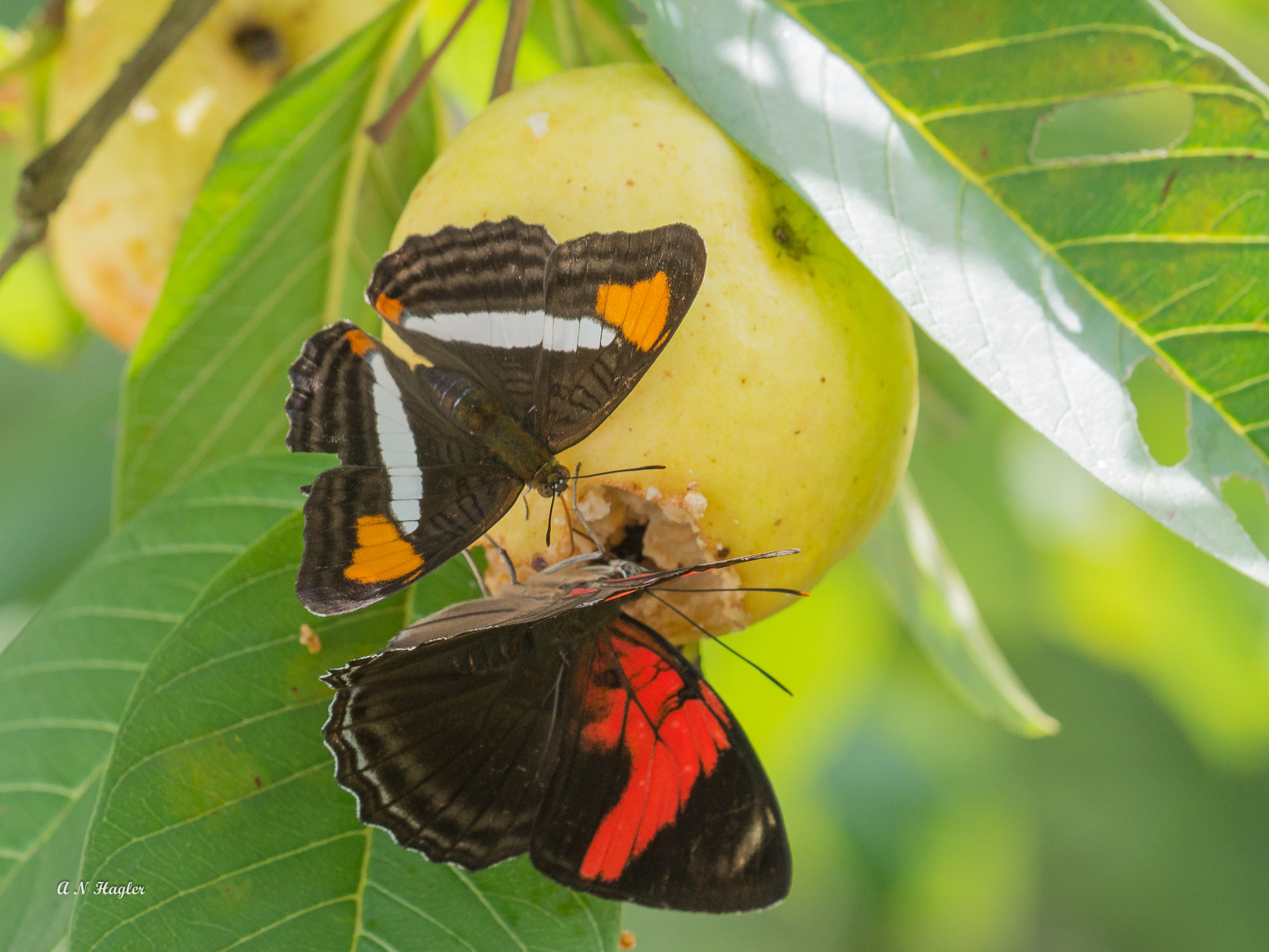 Sony 70-300mm F4.5-5.6 G SSM sample photo. Butterflies eating guava photography