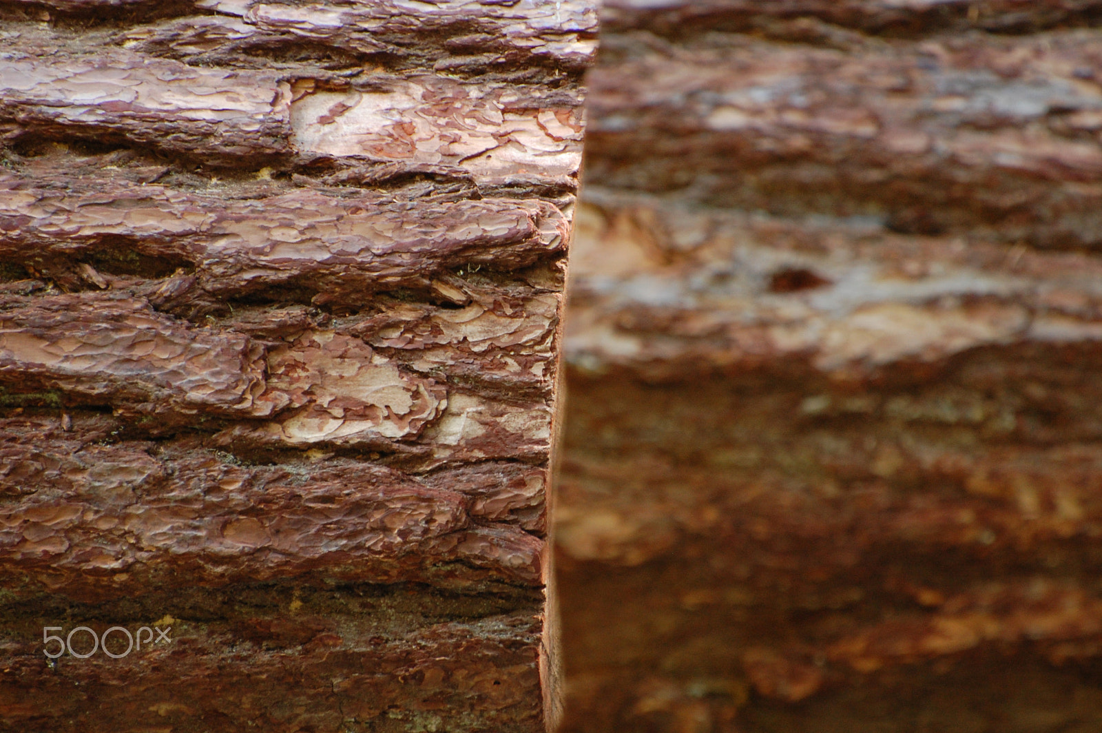 Nikon D40 sample photo. In focus, out of focus photography