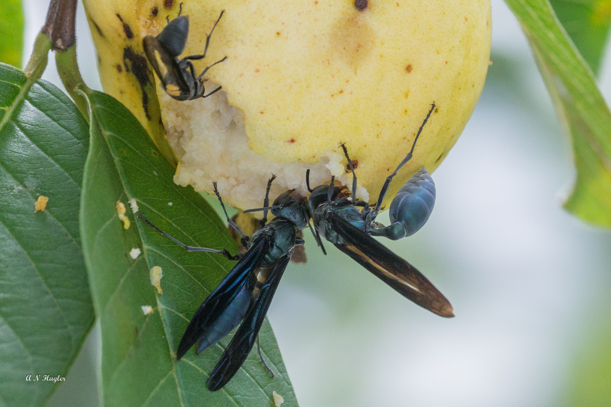 Sony 70-300mm F4.5-5.6 G SSM sample photo. Wasps eating guava photography