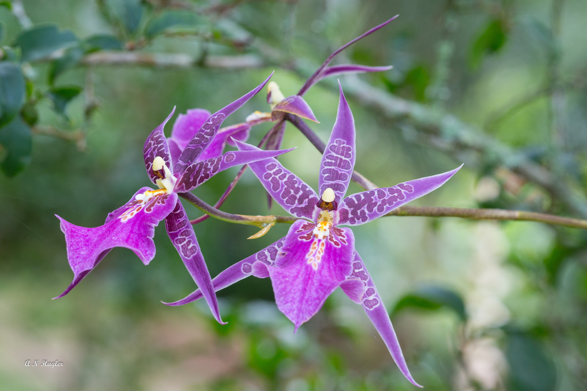 Sony 70-300mm F4.5-5.6 G SSM sample photo. Orchid flowers photography