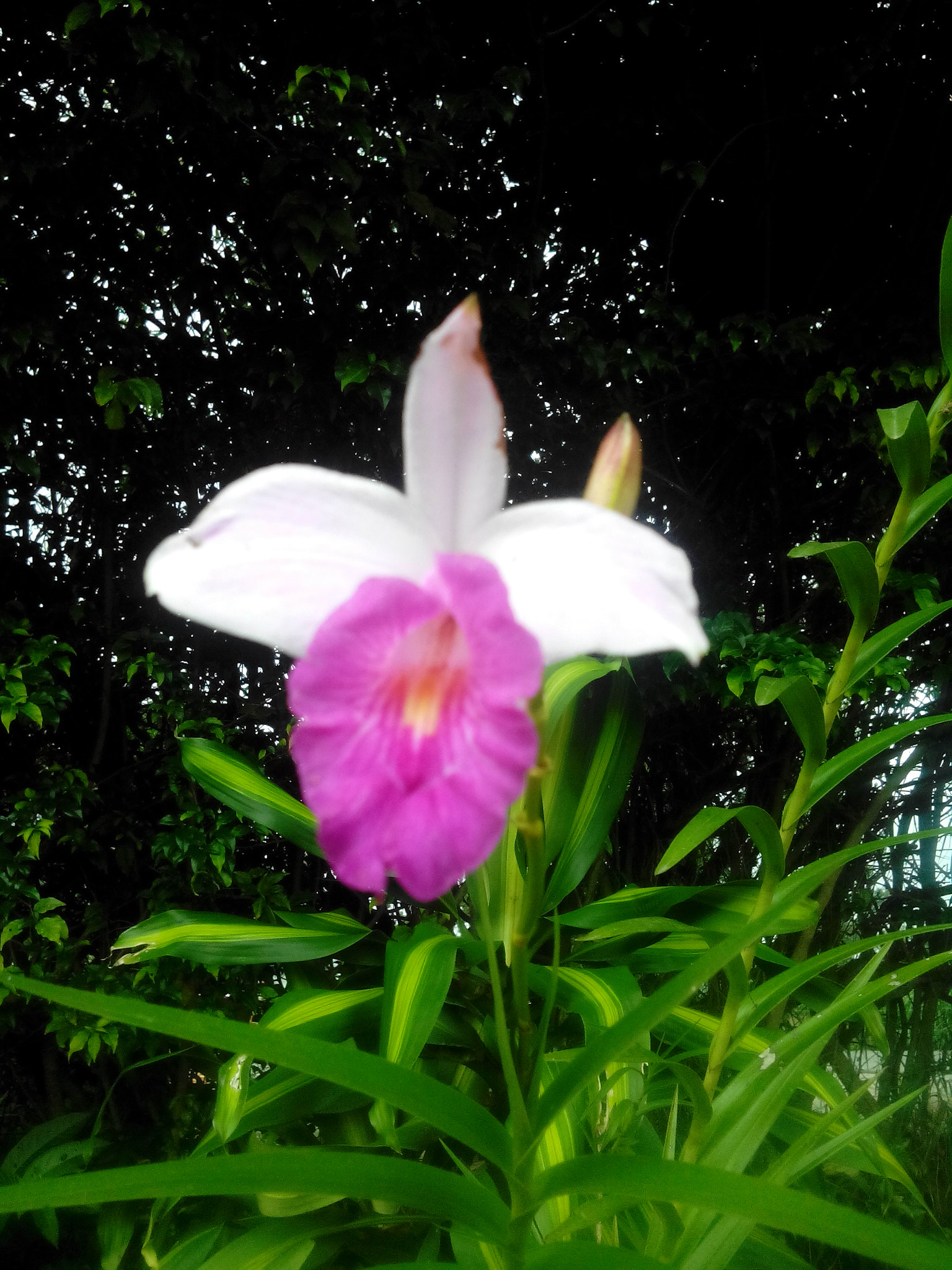 HUAWEI G610-U15 sample photo
