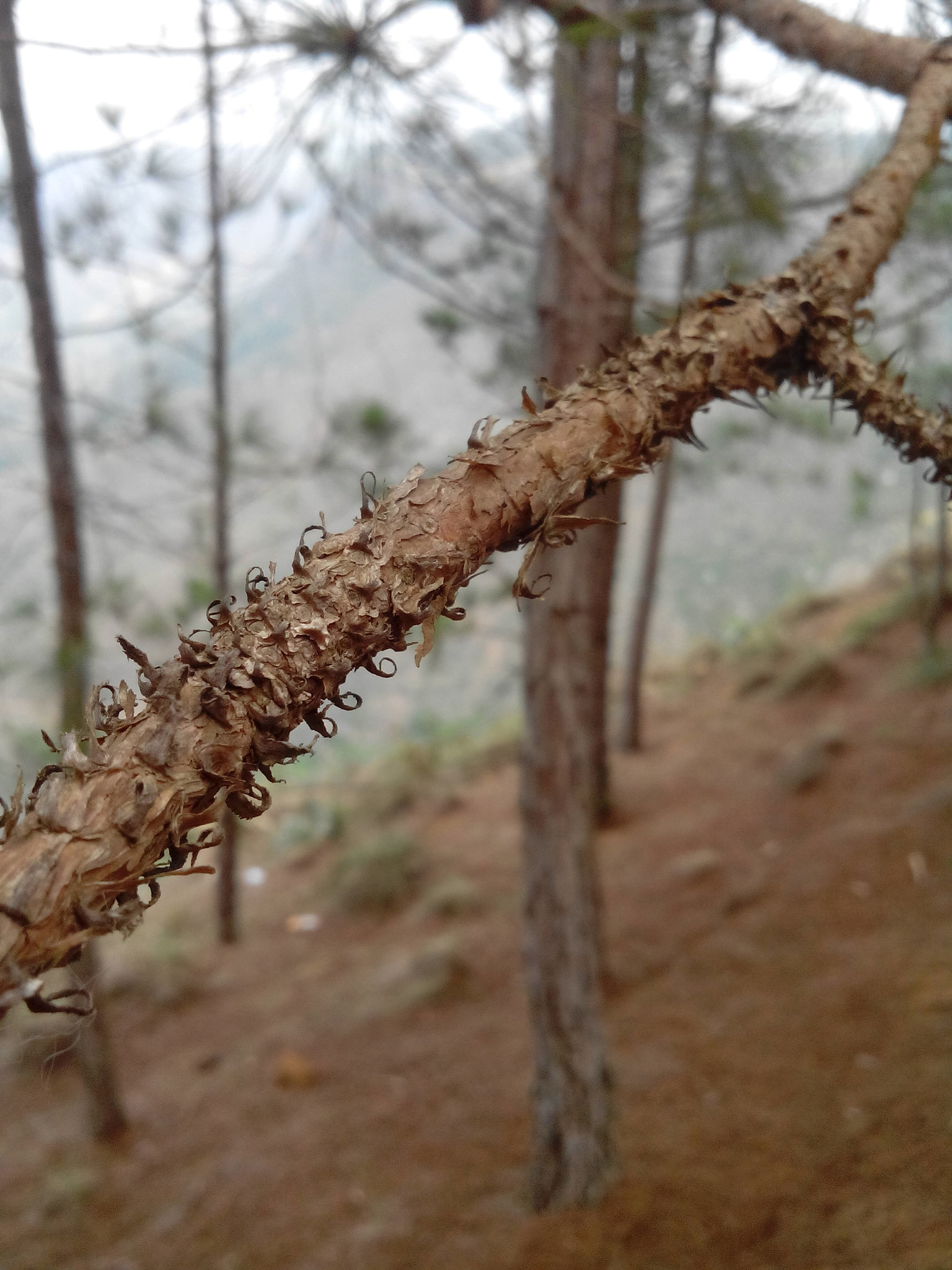 HUAWEI G610-U15 sample photo