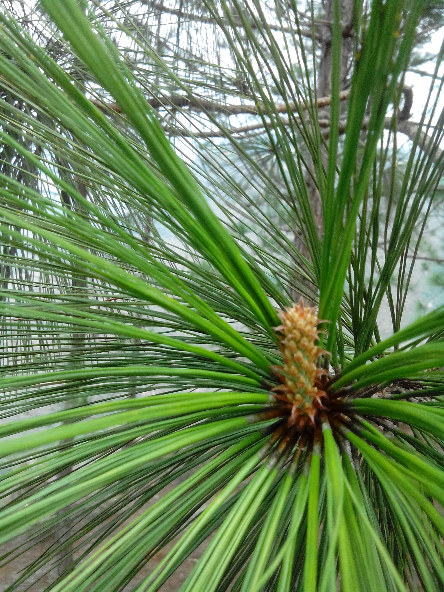 HUAWEI G610-U15 sample photo. ? photography