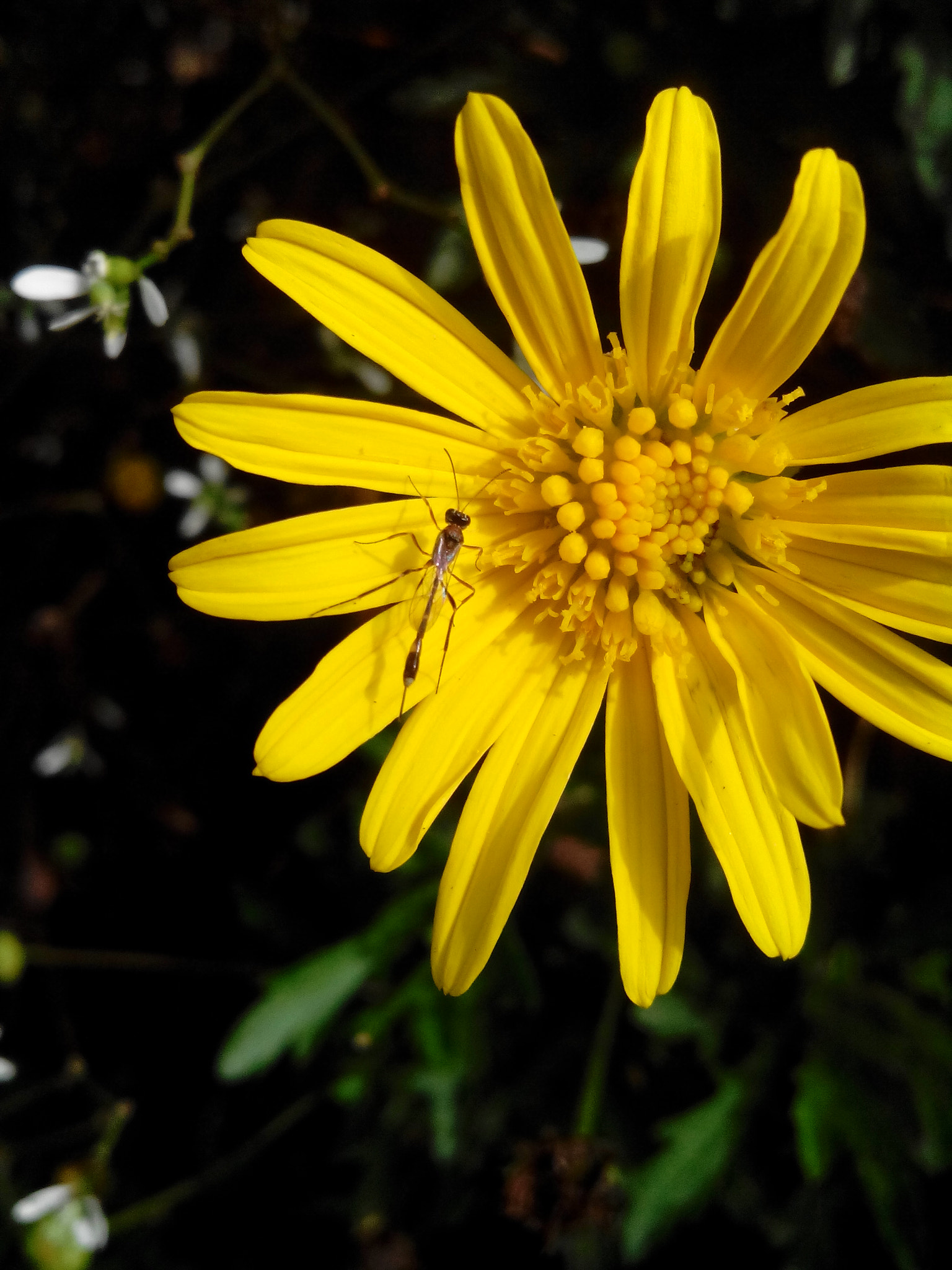 HUAWEI G610-U15 sample photo. Great. photography
