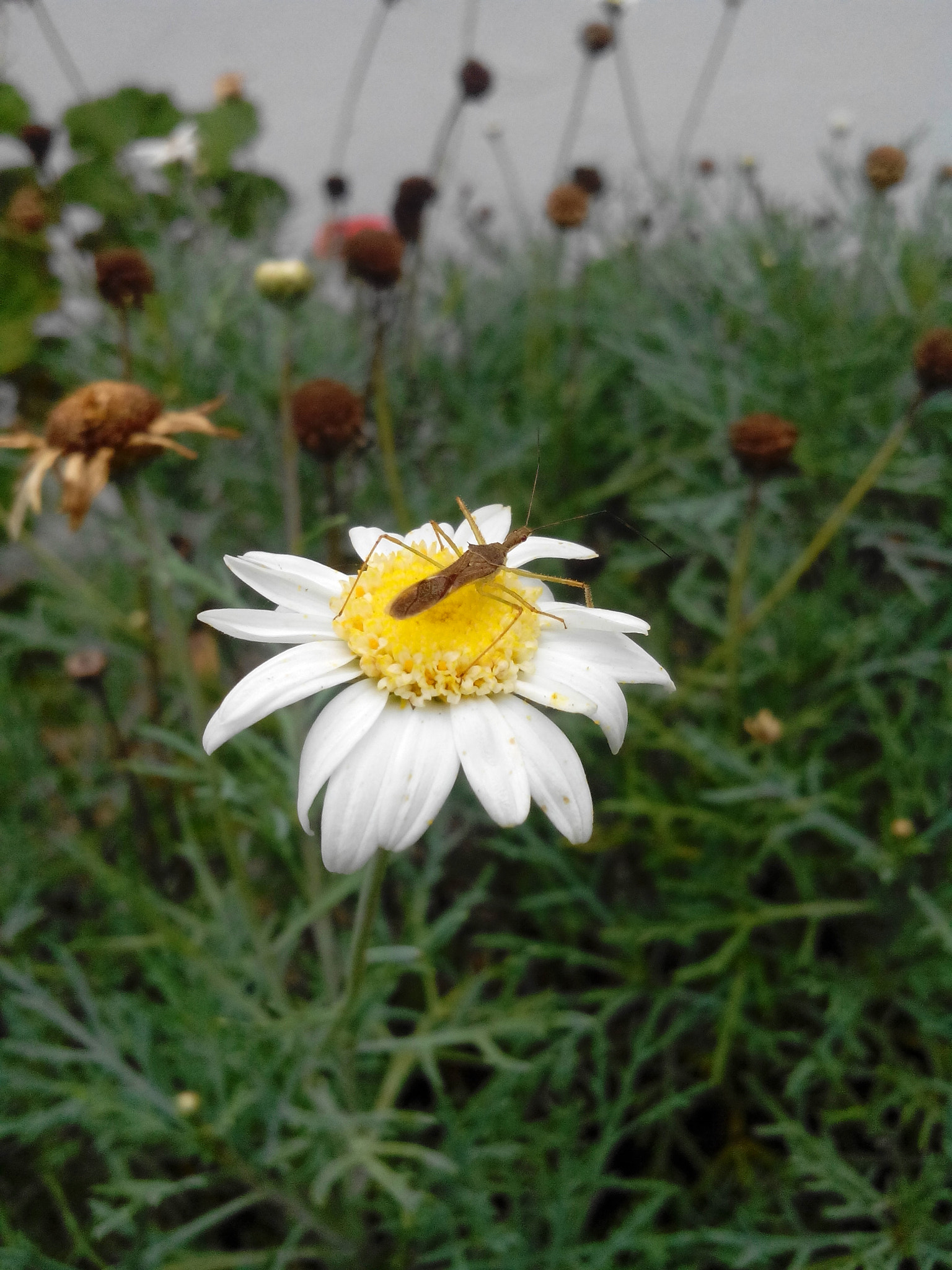 HUAWEI G610-U15 sample photo. Flower? photography