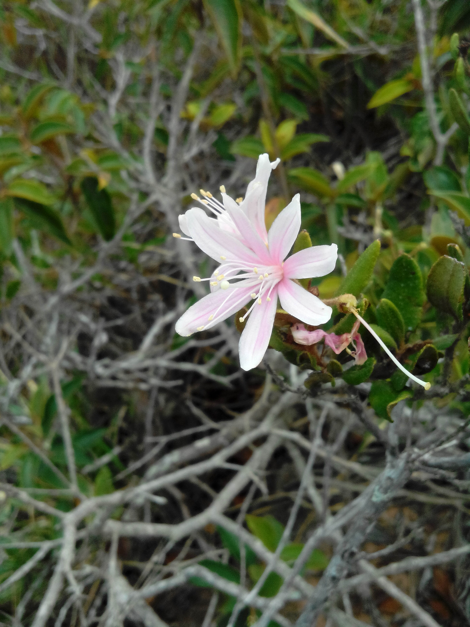 HUAWEI G610-U15 sample photo