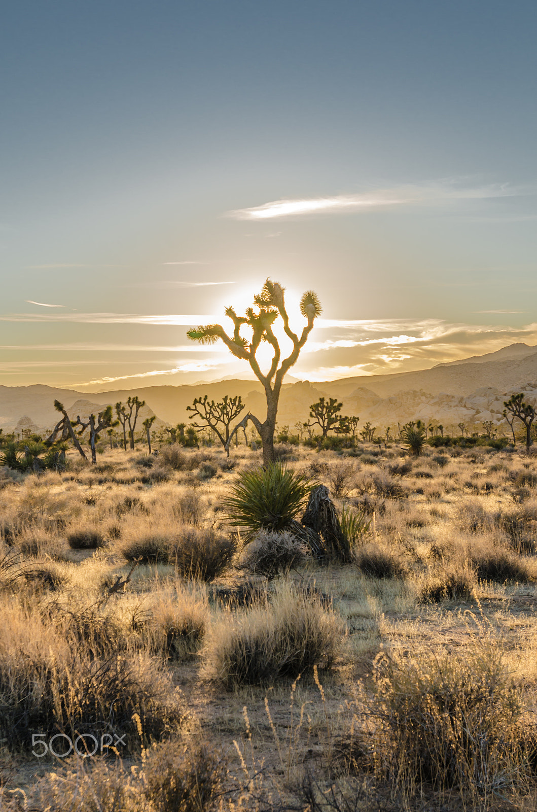 Nikon AF-S Nikkor 17-35mm F2.8D ED-IF sample photo. Sun sets behind joshua tree and desert scene photography