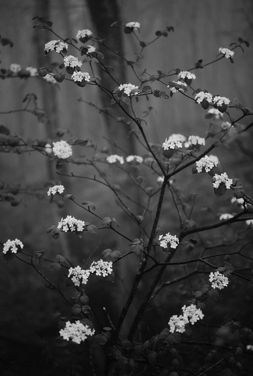 ZEISS Makro-Planar T* 100mm F2 sample photo. S o  s i c k photography