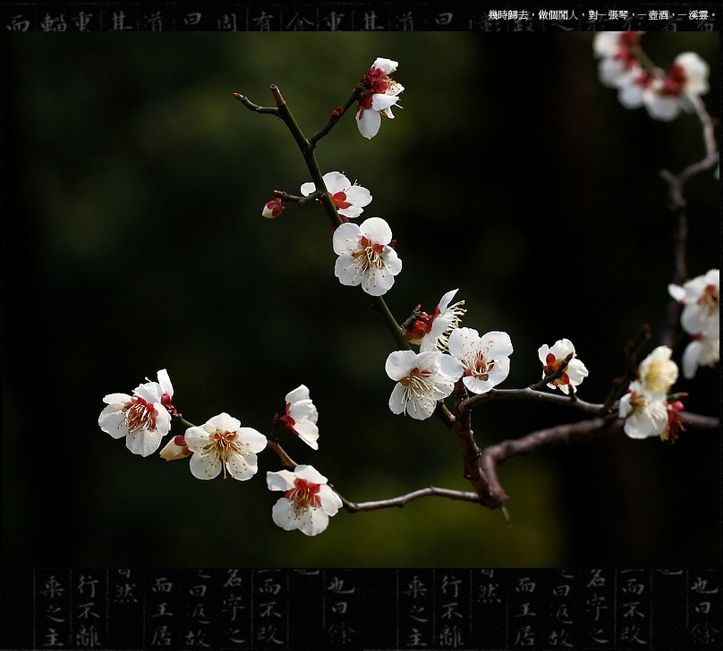 Canon EOS 500D (EOS Rebel T1i / EOS Kiss X3) + Canon EF 70-200mm F4L USM sample photo. Plum flower photography