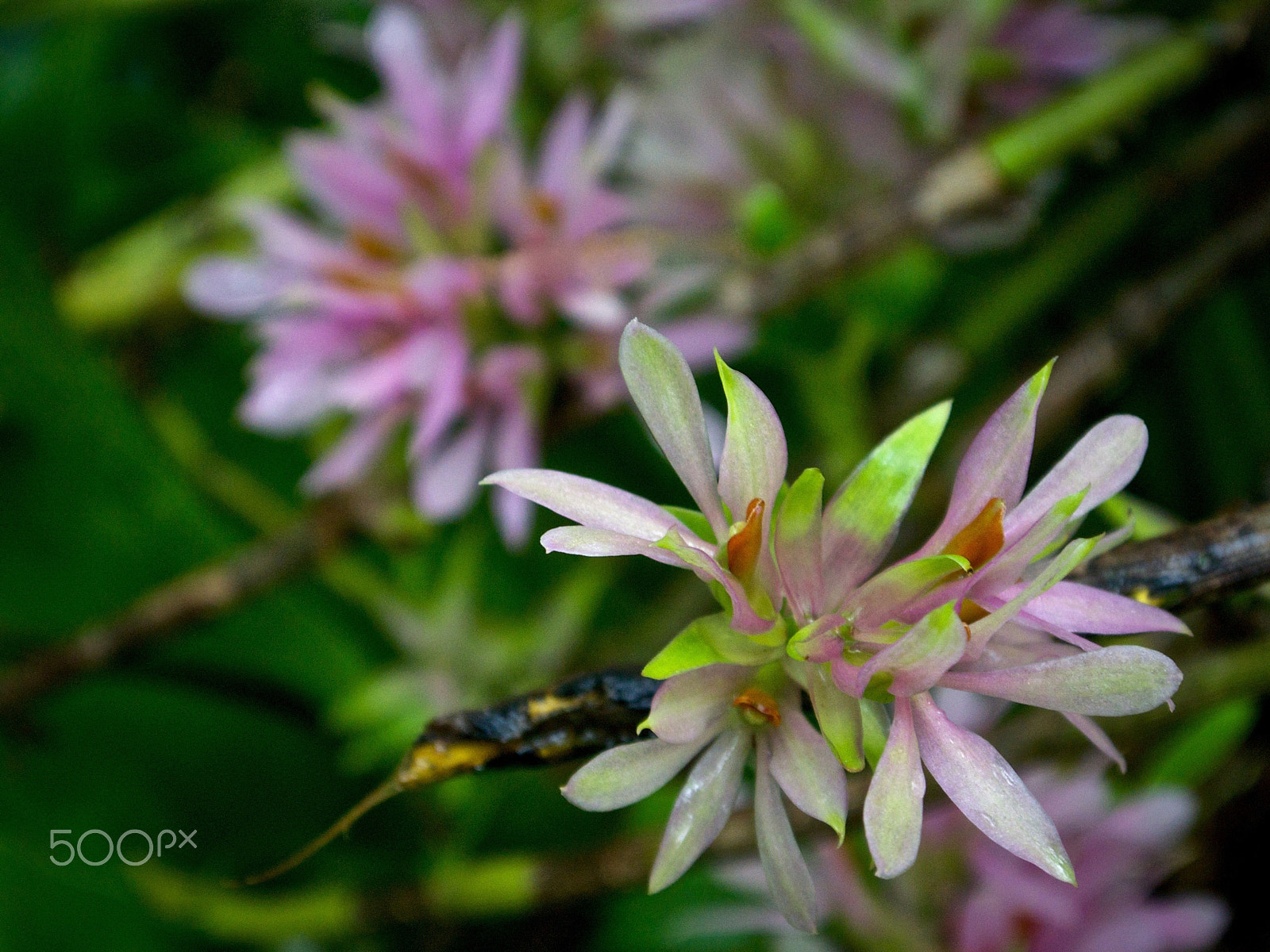 Nikon 1 J2 sample photo. Petals or leaves? photography