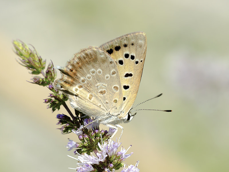 Sigma 150mm F2.8 EX DG Macro HSM sample photo. Lycaena thetis  photography
