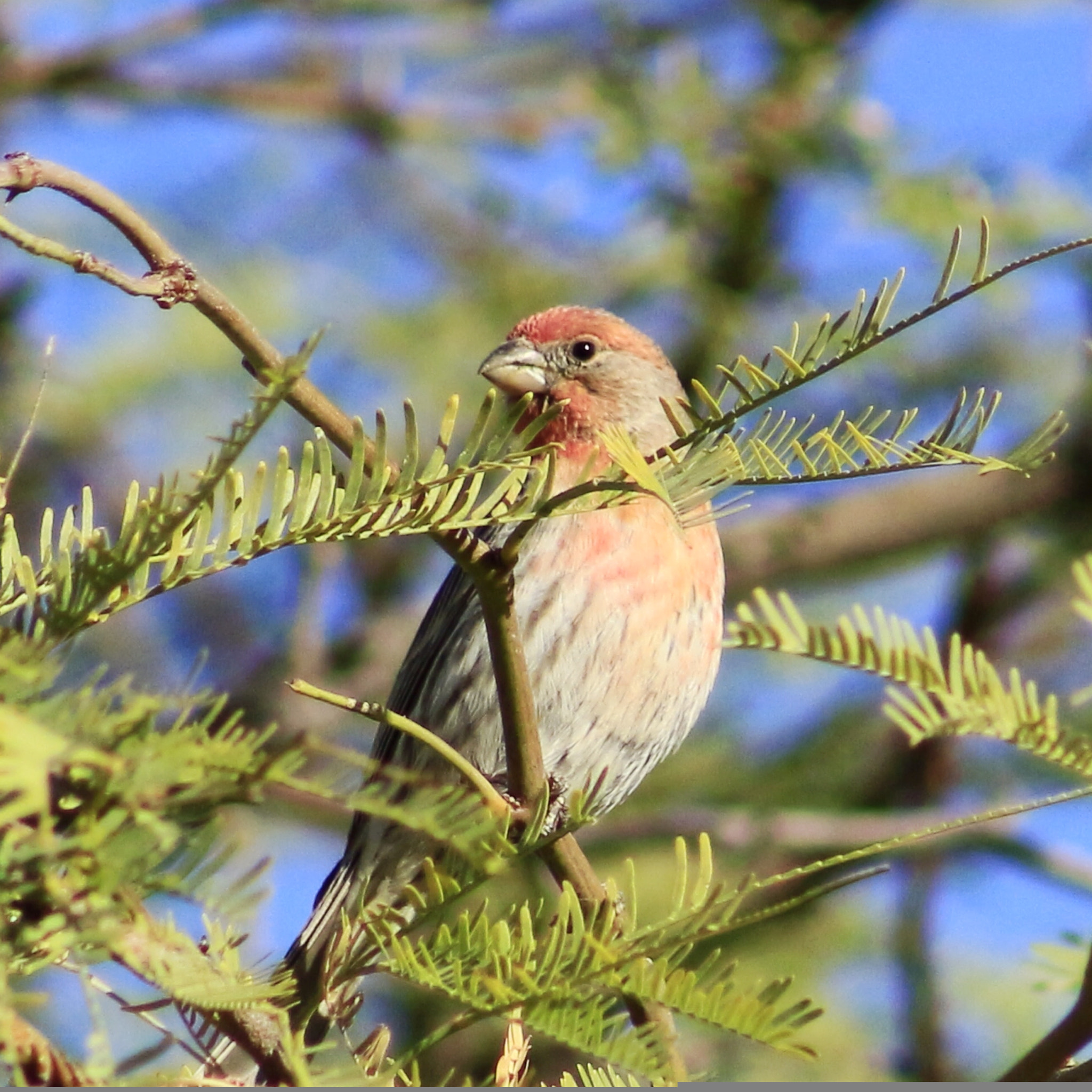 Canon EF75-300mm f/4-5.6 sample photo. A small wild bird in a tree photography