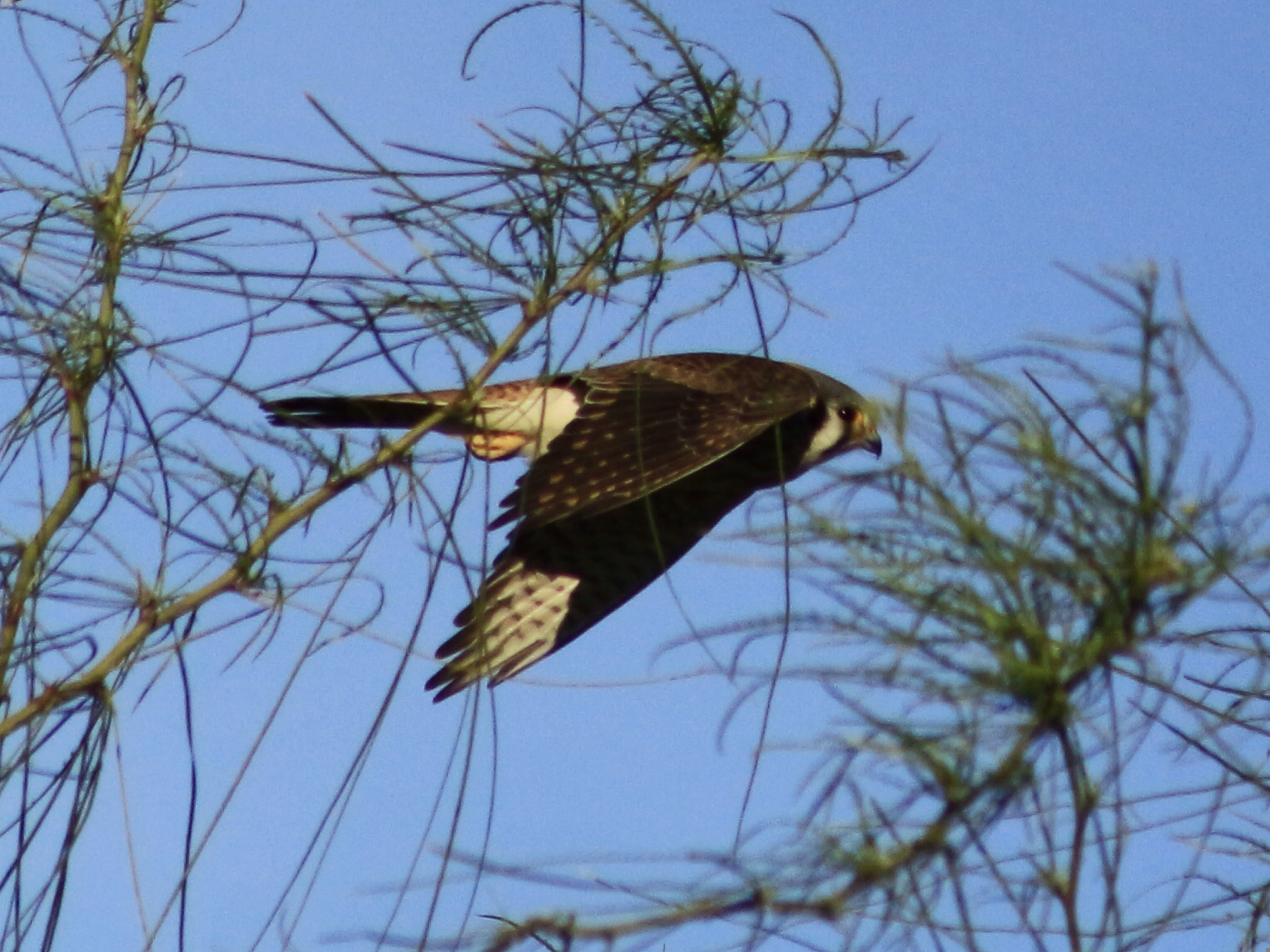 Canon EF75-300mm f/4-5.6 sample photo. Surprising raptor photography