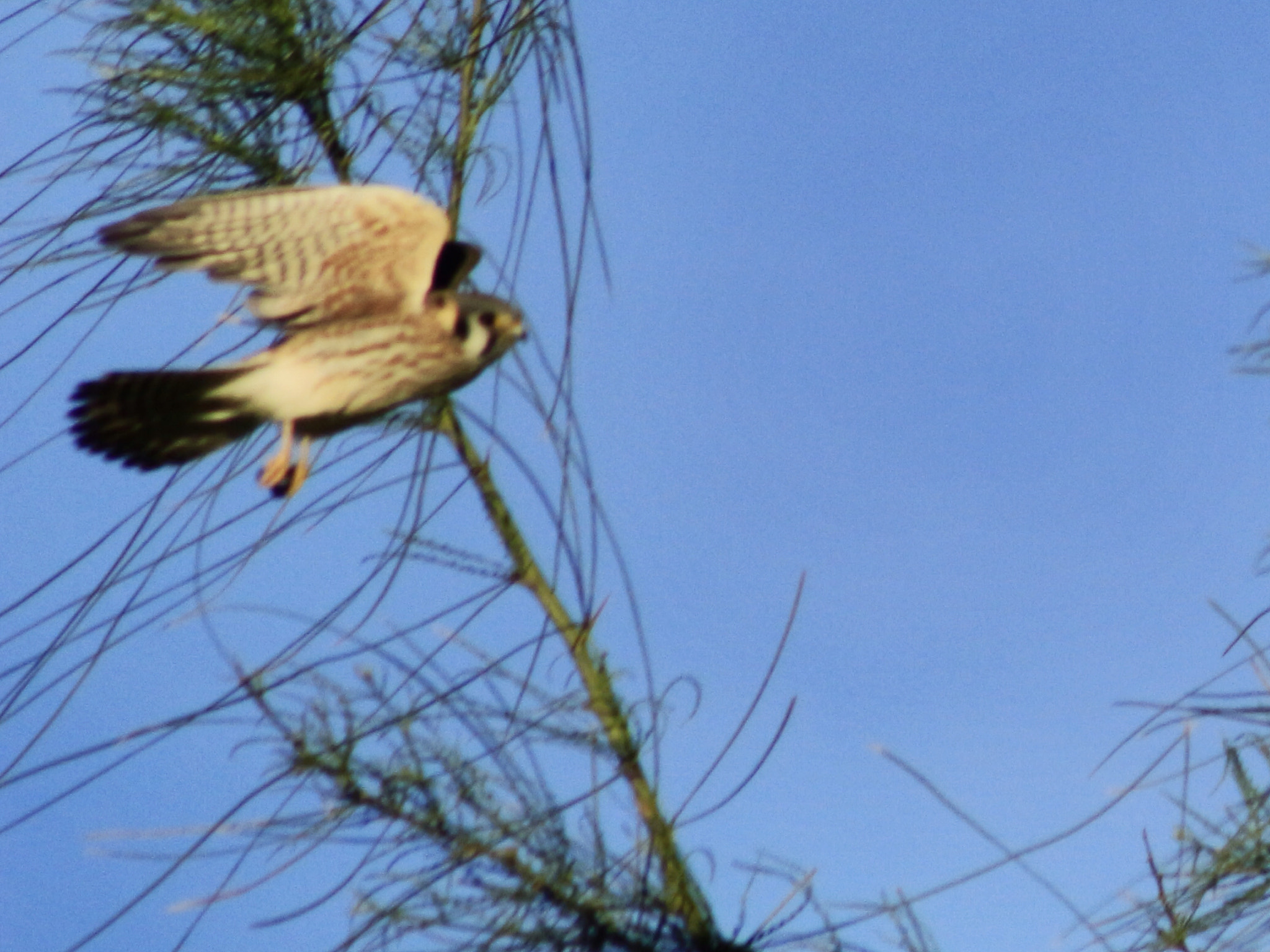Canon EF75-300mm f/4-5.6 sample photo. 24923813360.jpg photography