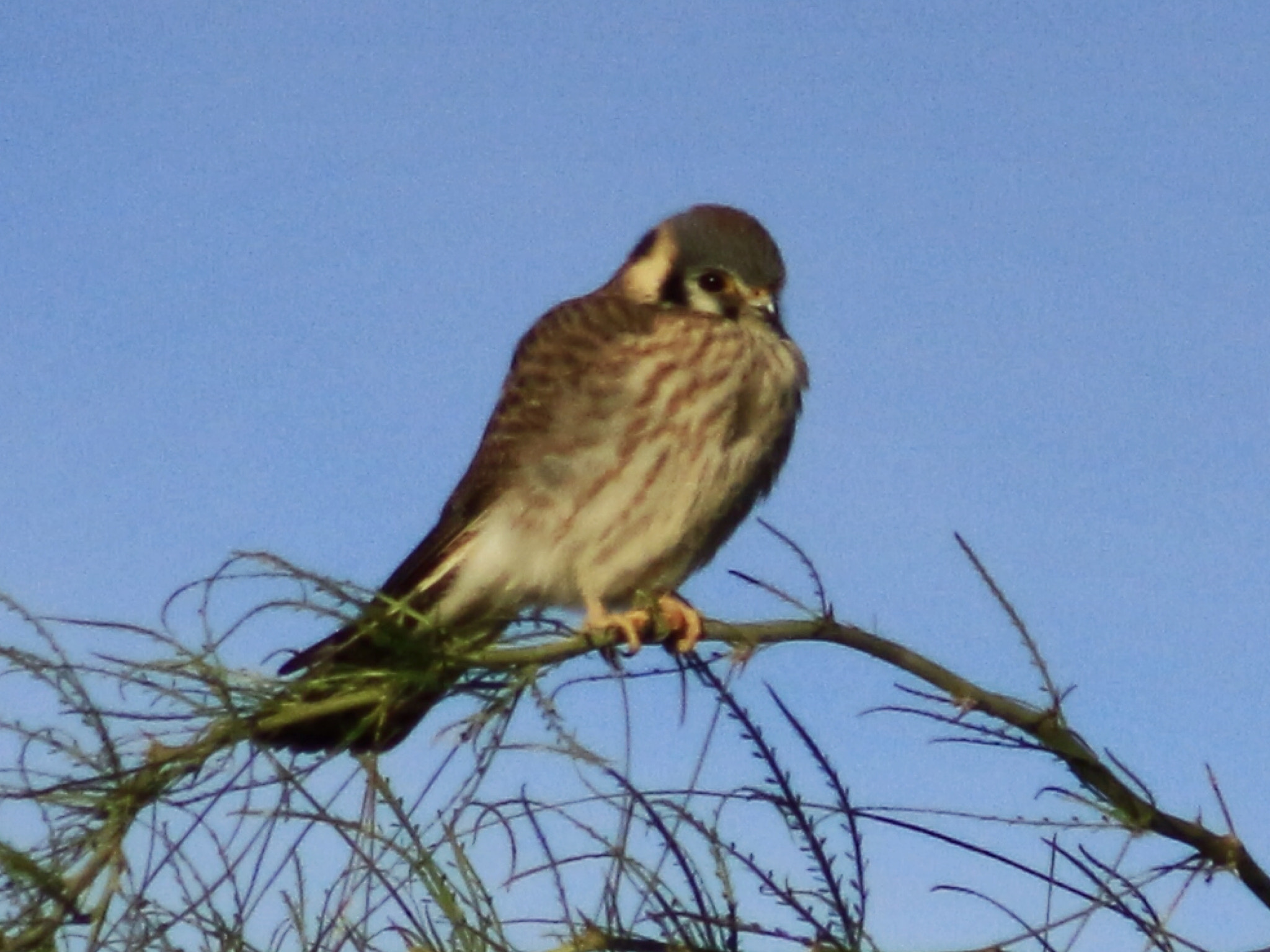 Canon EF75-300mm f/4-5.6 sample photo. Perching raptor photography