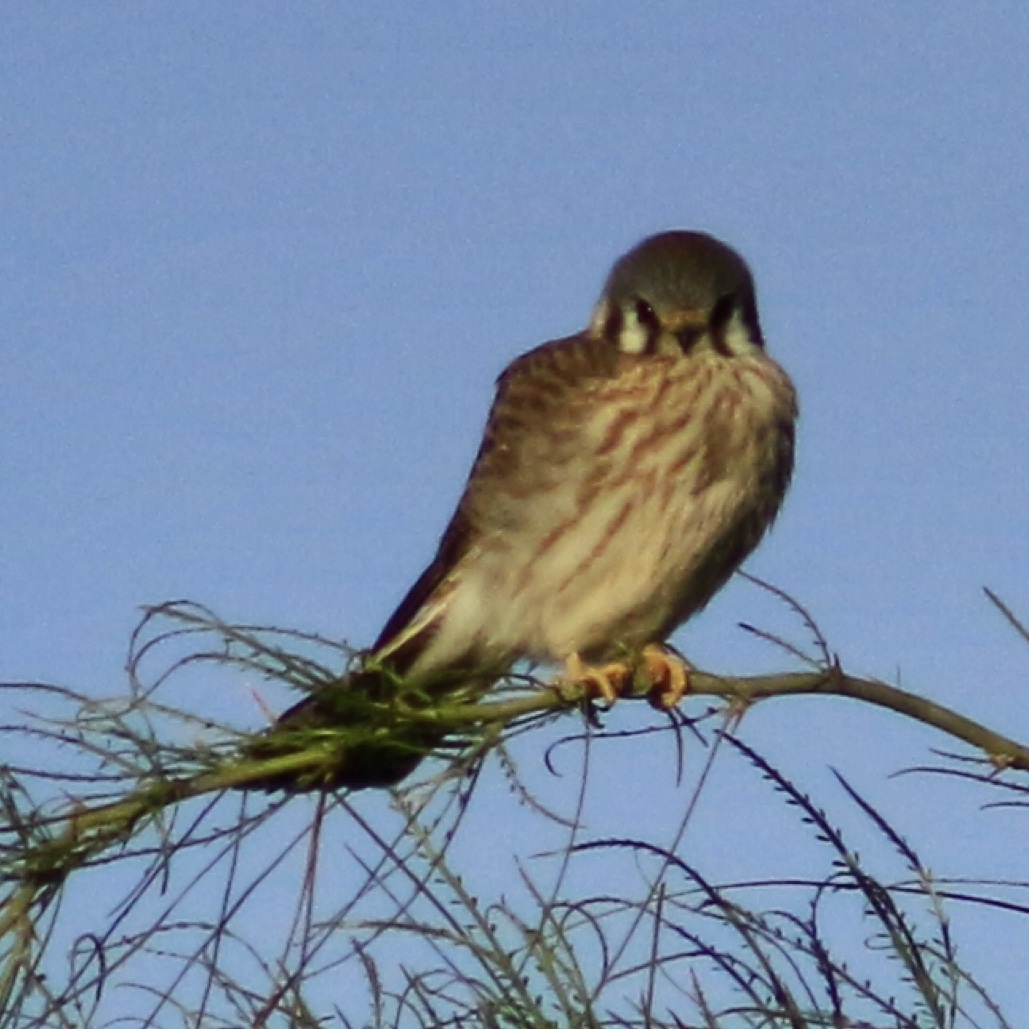 Canon EF75-300mm f/4-5.6 sample photo. A migrating raptor resting in a desert tree photography