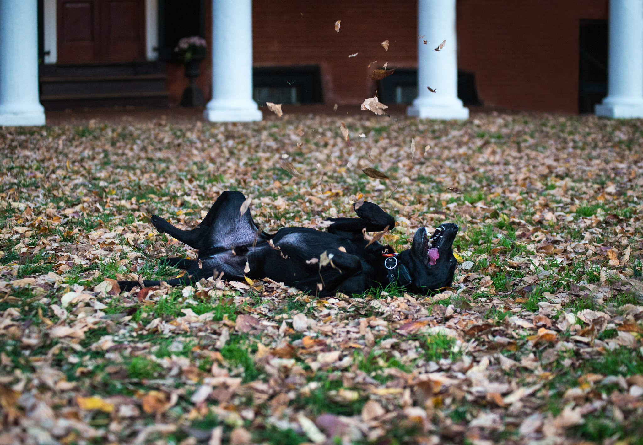 Sigma 70-200mm F2.8 EX DG OS HSM sample photo. Fall fun photography