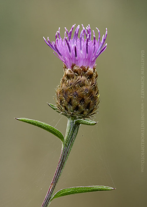 Sigma 150mm f/2.8 EX DG OS HSM APO Macro sample photo. Lesser knapweed common knapweed black knapweed - centaurea nigra photography