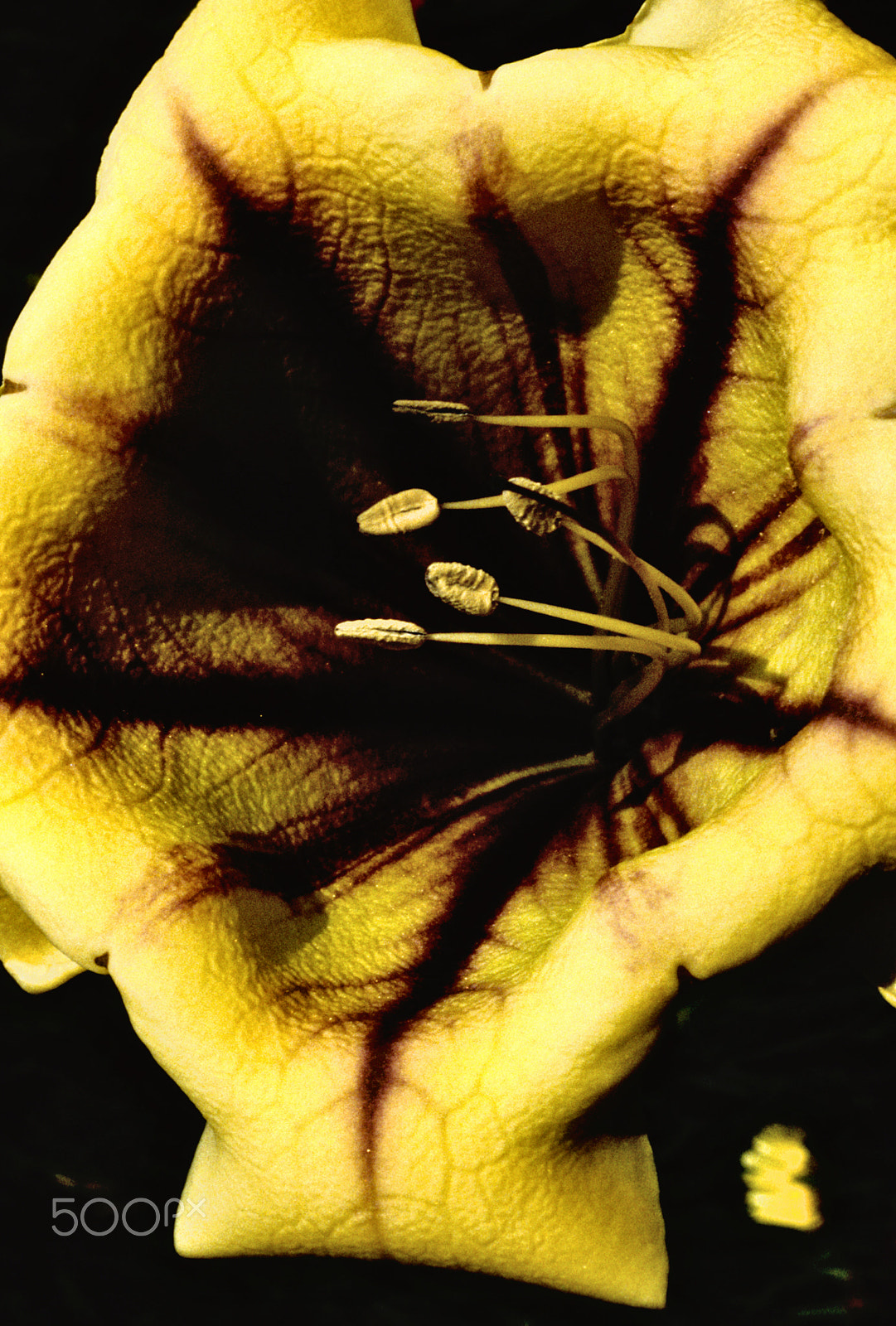 Canon EF-S 18-55mm F3.5-5.6 sample photo. Fading flower photography