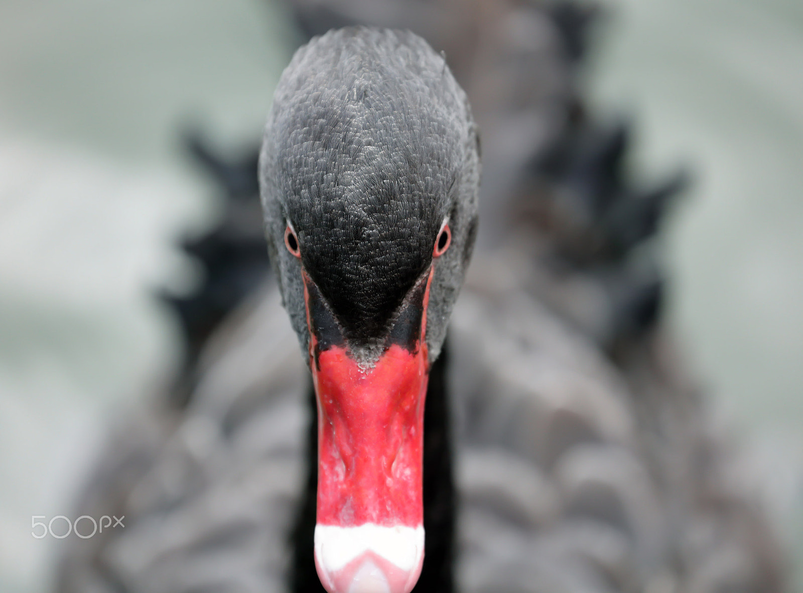 Canon EOS 5DS + Canon EF 70-300mm F4-5.6L IS USM sample photo. Close-up  black swan head photography