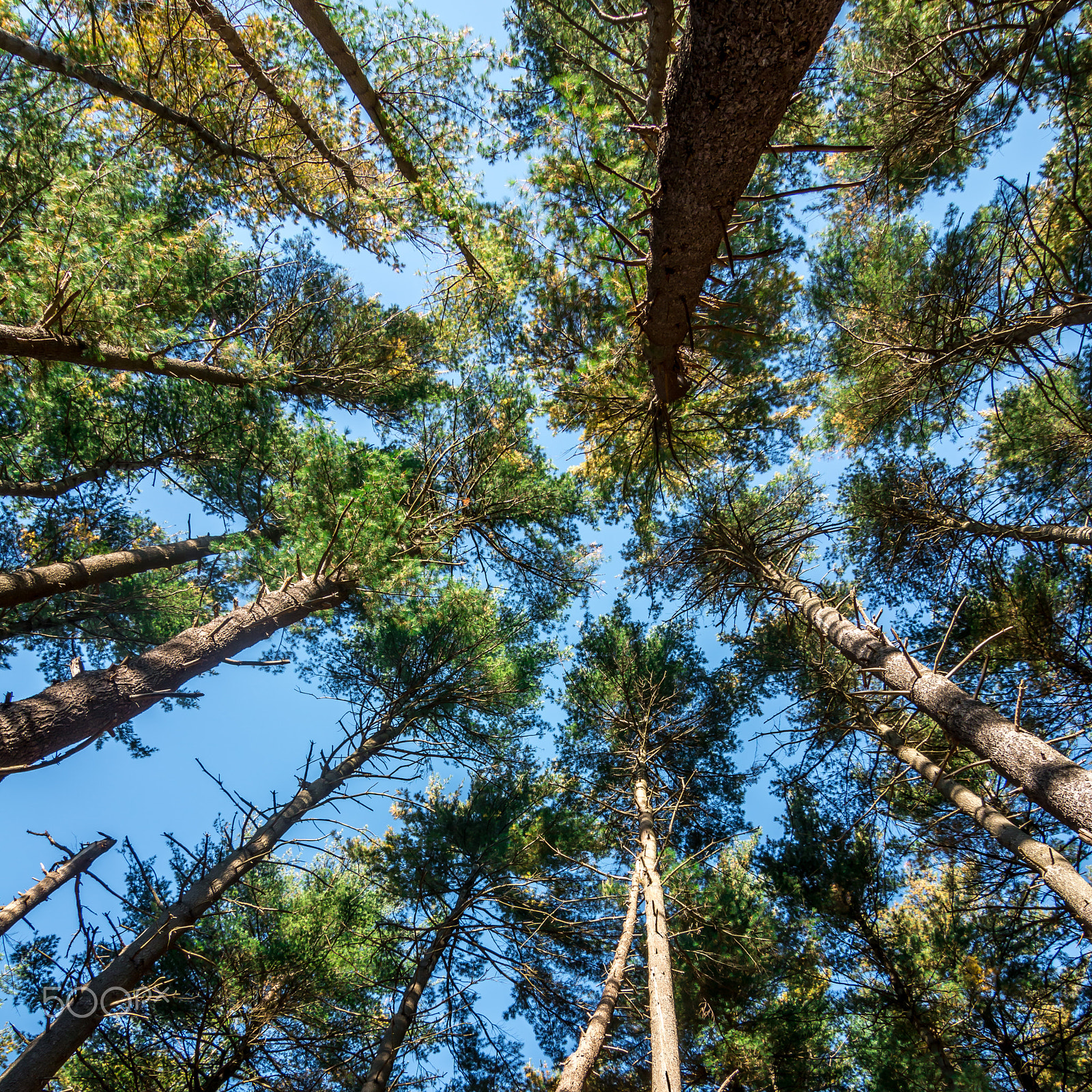 Tokina AT-X Pro 12-24mm F4 (IF) DX sample photo. Low angle view trees photography