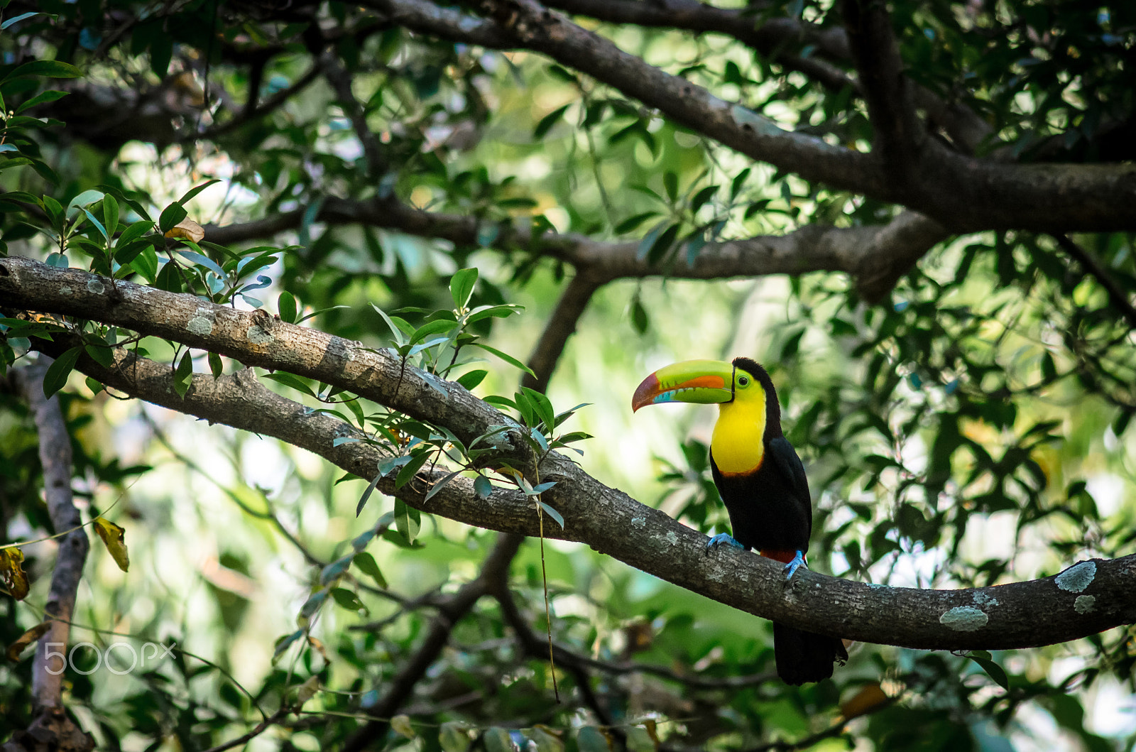 Nikon D7000 + AF Nikkor 300mm f/4 IF-ED sample photo. Natural tucano photography