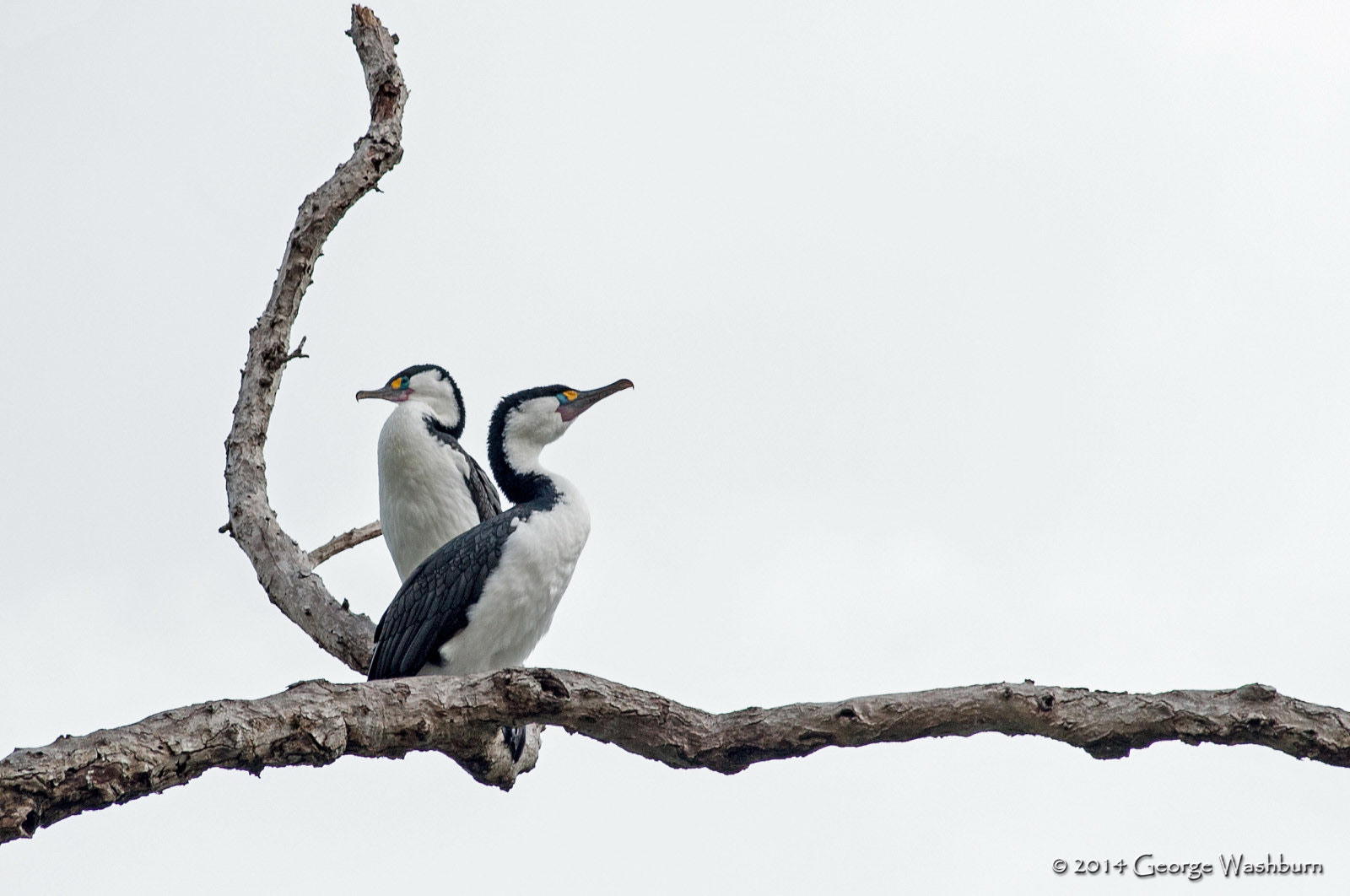Nikon AF Nikkor 180mm F2.8D ED-IF sample photo. Bird life, great barrier island photography