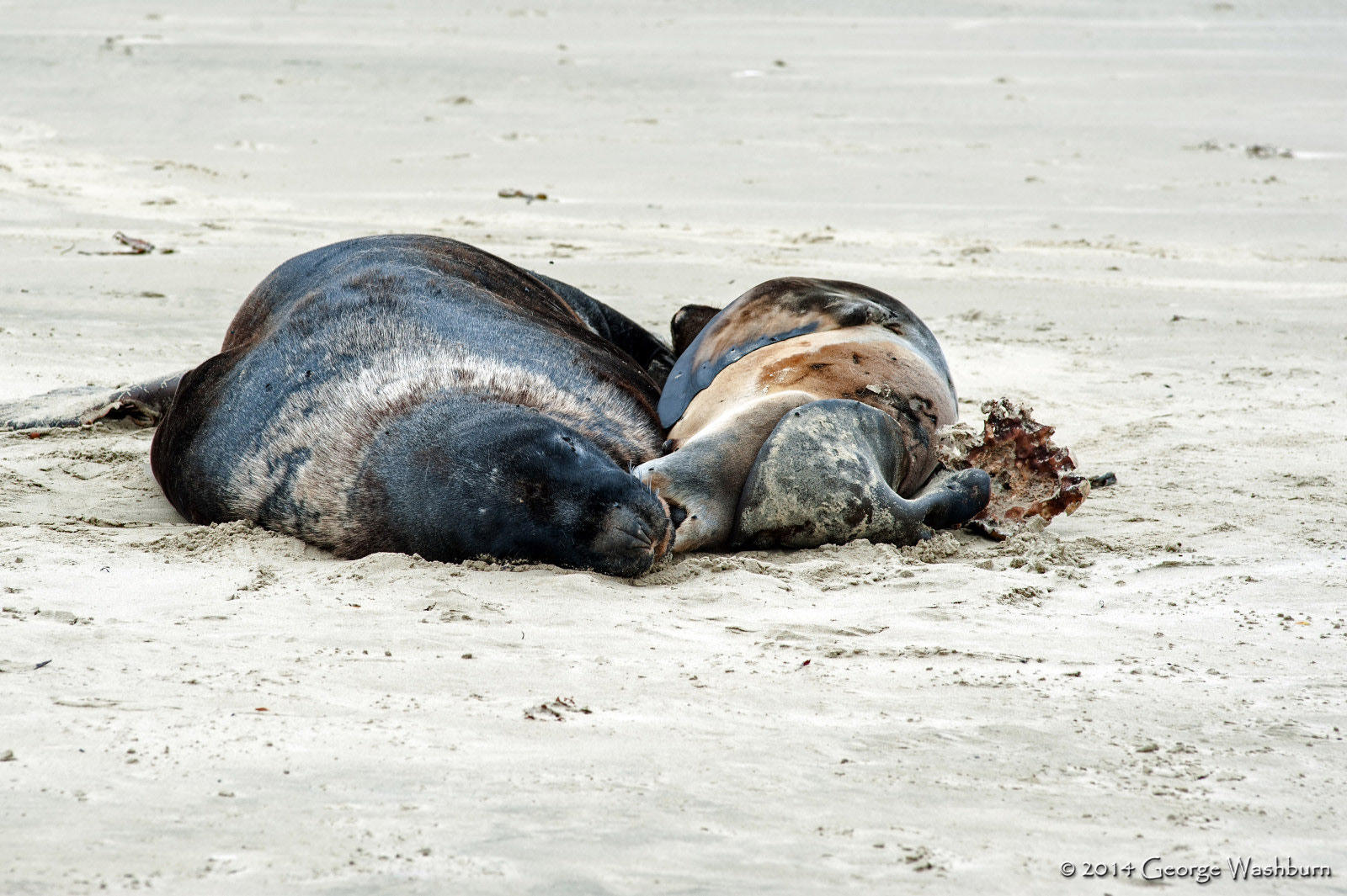 Nikon D700 + Nikon AF Nikkor 180mm F2.8D ED-IF sample photo. Sea lions, cannibal bay, the catlins photography