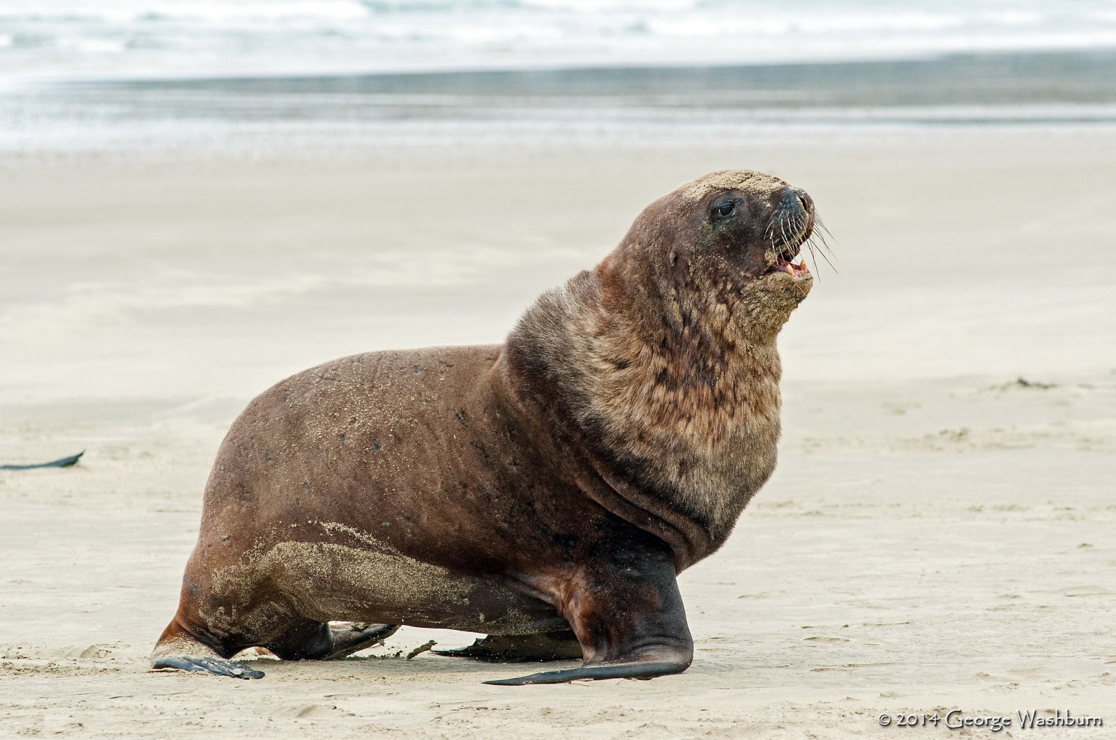 Nikon AF Nikkor 180mm F2.8D ED-IF sample photo. Sea lions, cannibal bay, the catlins photography