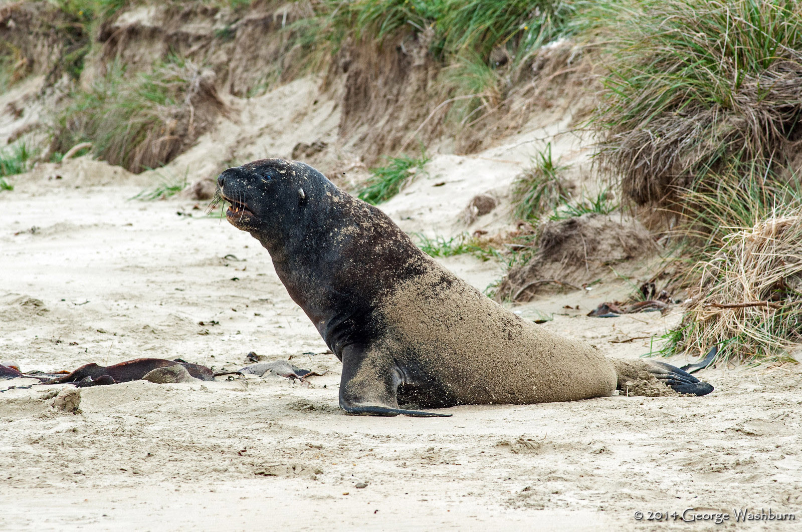 Nikon D700 + Nikon AF Nikkor 180mm F2.8D ED-IF sample photo. Sea lions, cannibal bay, the catlins photography