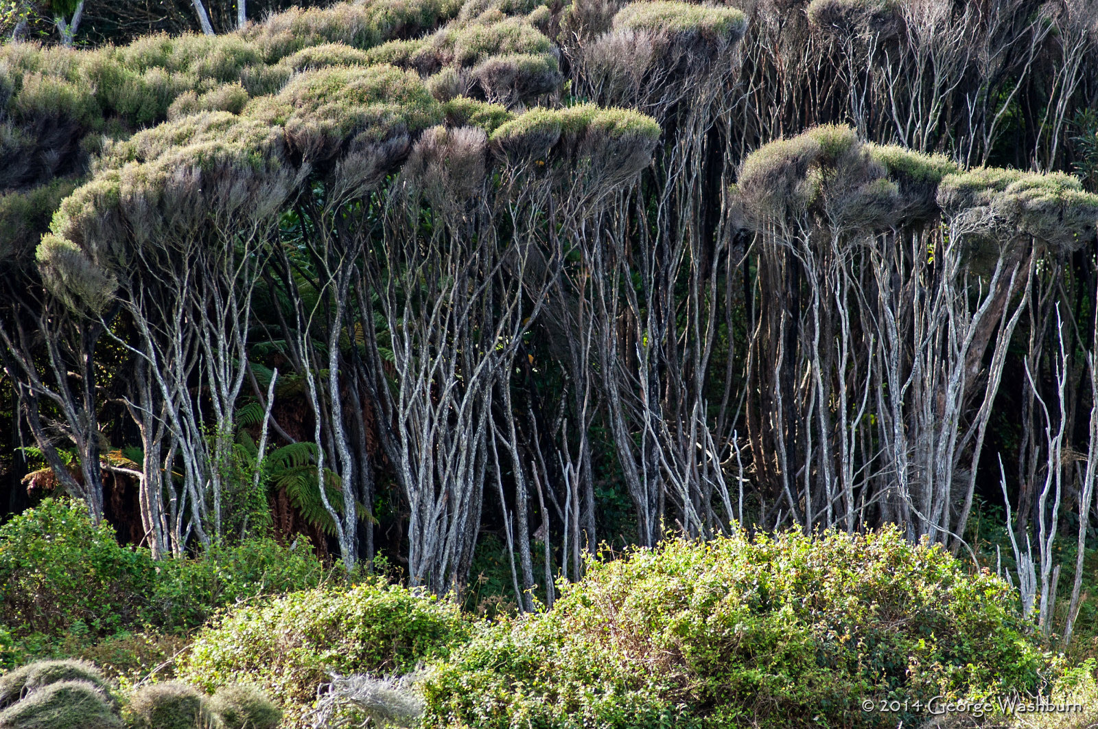 Nikon D700 + Nikon AF Nikkor 180mm F2.8D ED-IF sample photo. Curio bay, the catlins photography