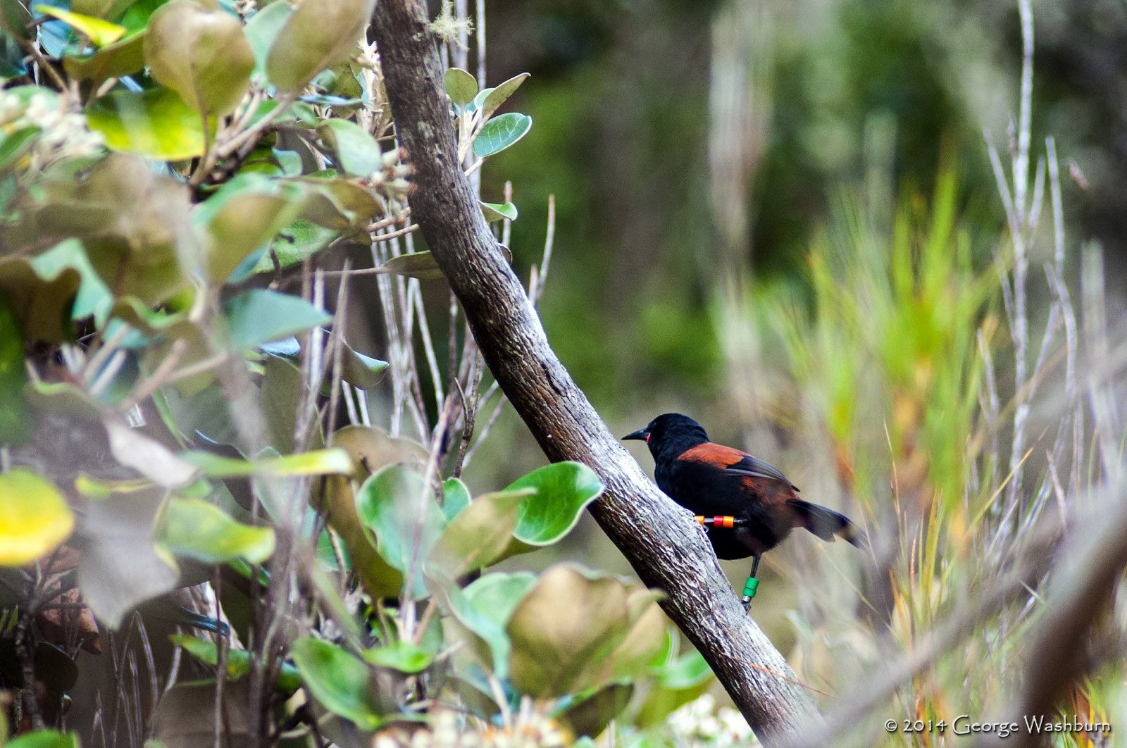 Nikon D700 + Nikon AF Nikkor 180mm F2.8D ED-IF sample photo. Bird life, ulva island photography