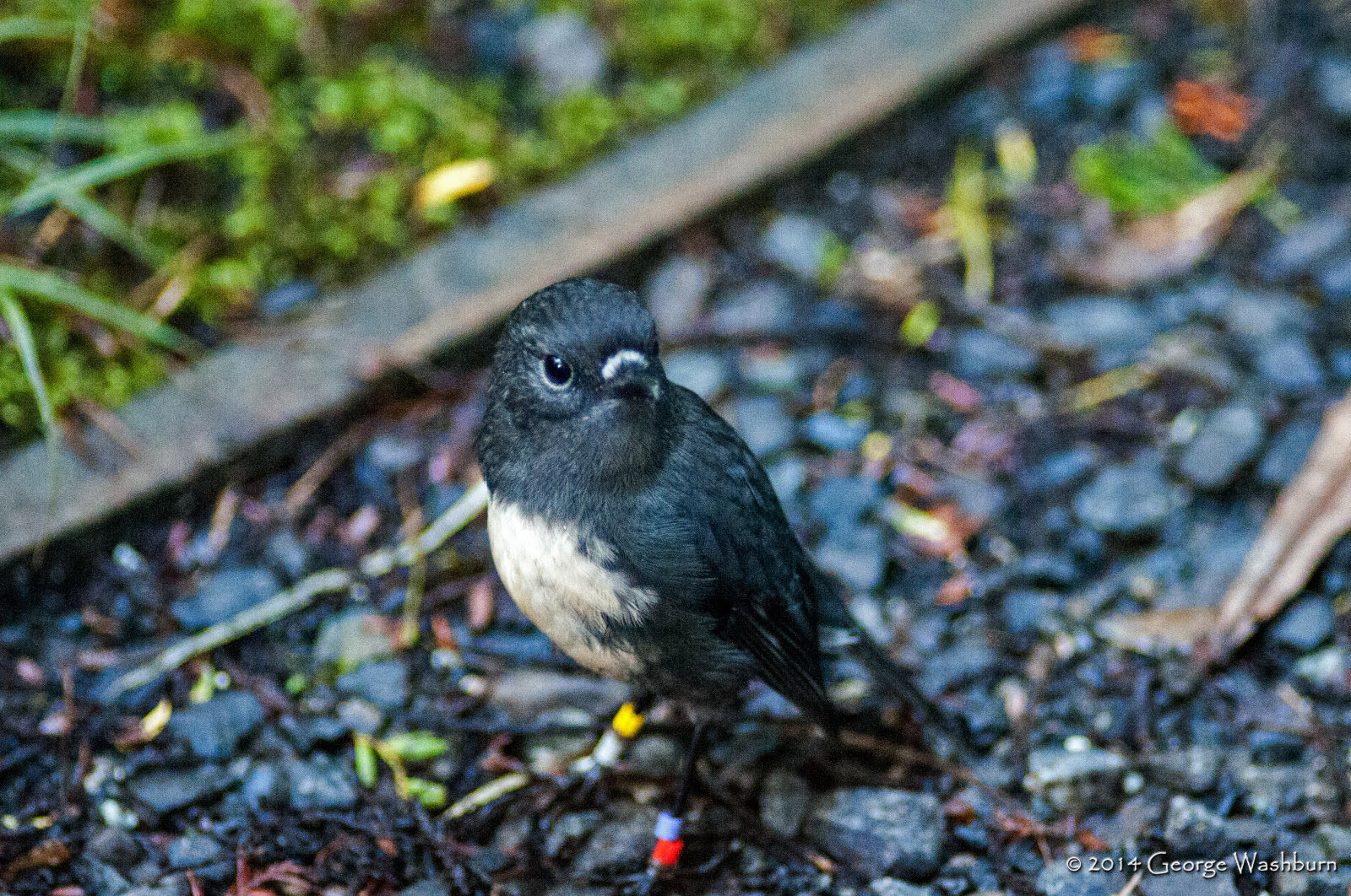 Nikon AF Nikkor 180mm F2.8D ED-IF sample photo. Bird life, ulva island photography