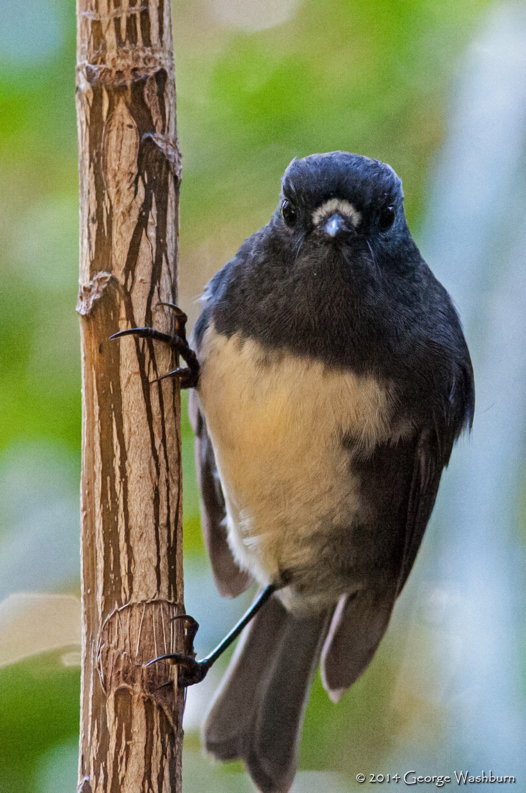 Nikon AF Nikkor 180mm F2.8D ED-IF sample photo. Bird life, ulva island photography