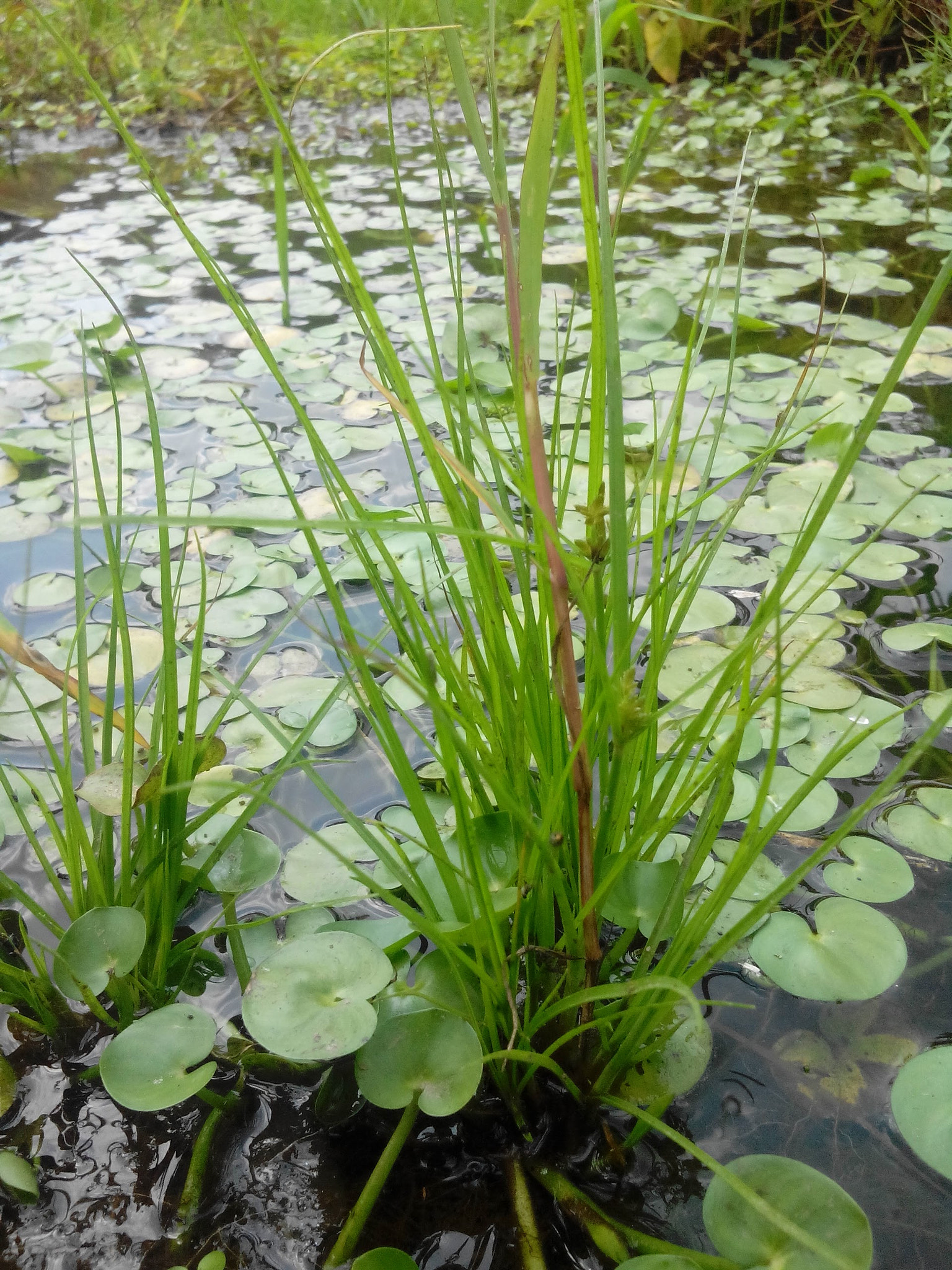 HUAWEI G610-U15 sample photo