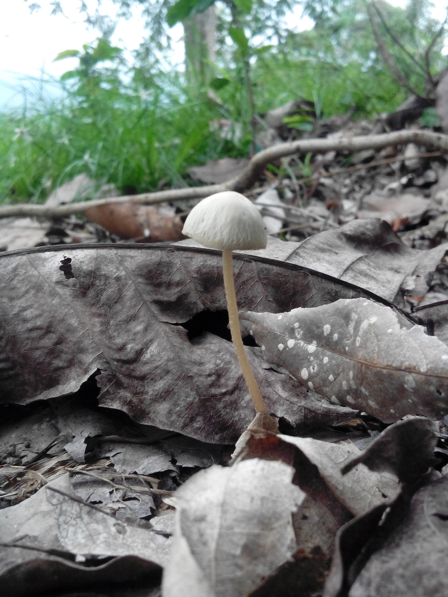 HUAWEI G610-U15 sample photo. ! photography