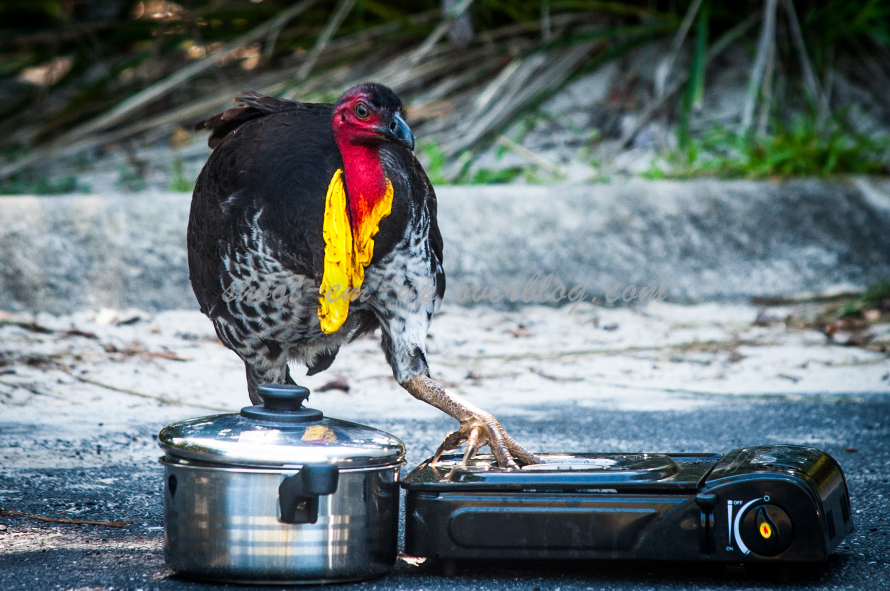 Nikon D3 sample photo. Turkey dj photography
