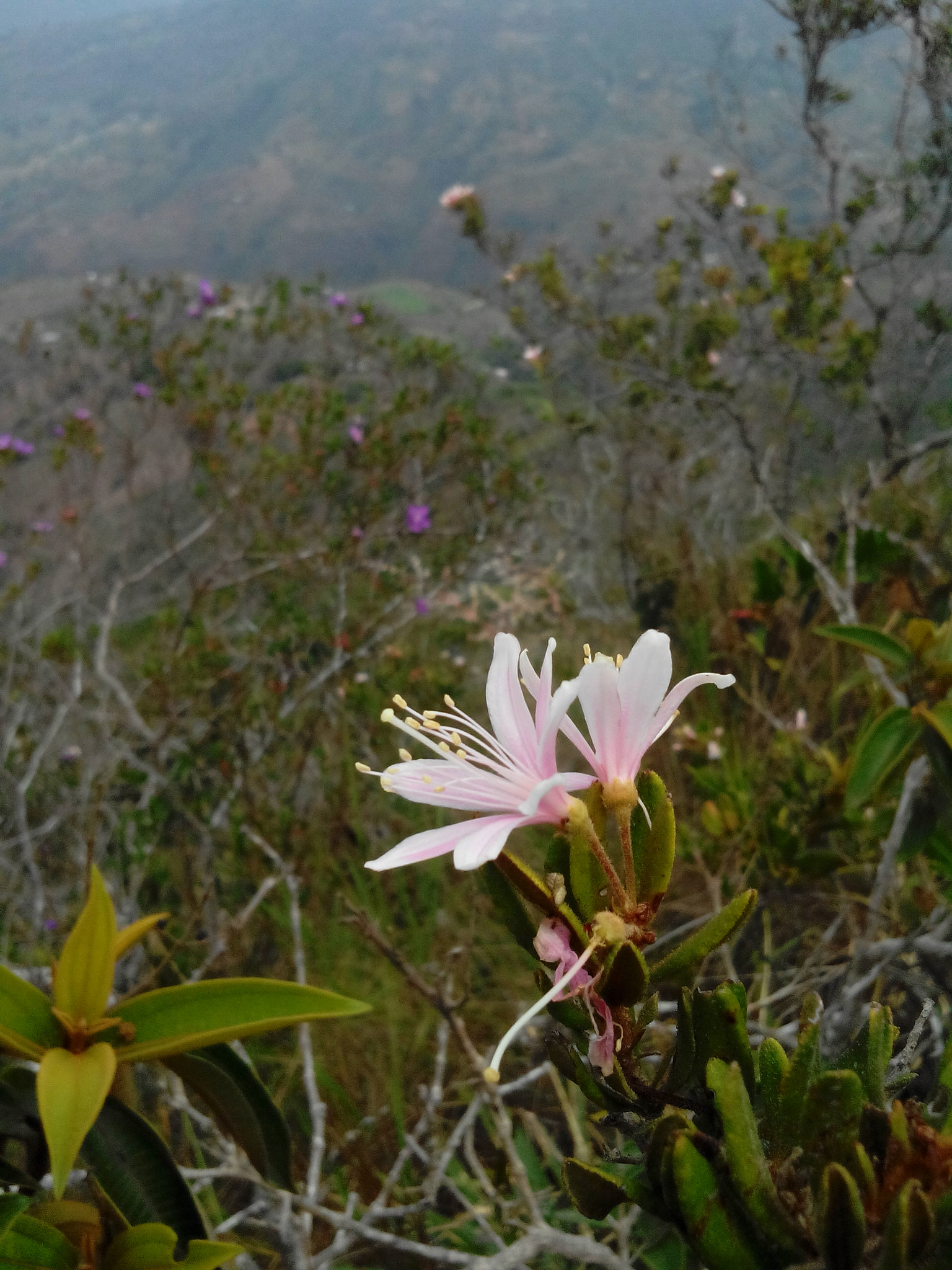 HUAWEI G610-U15 sample photo. Flower photography