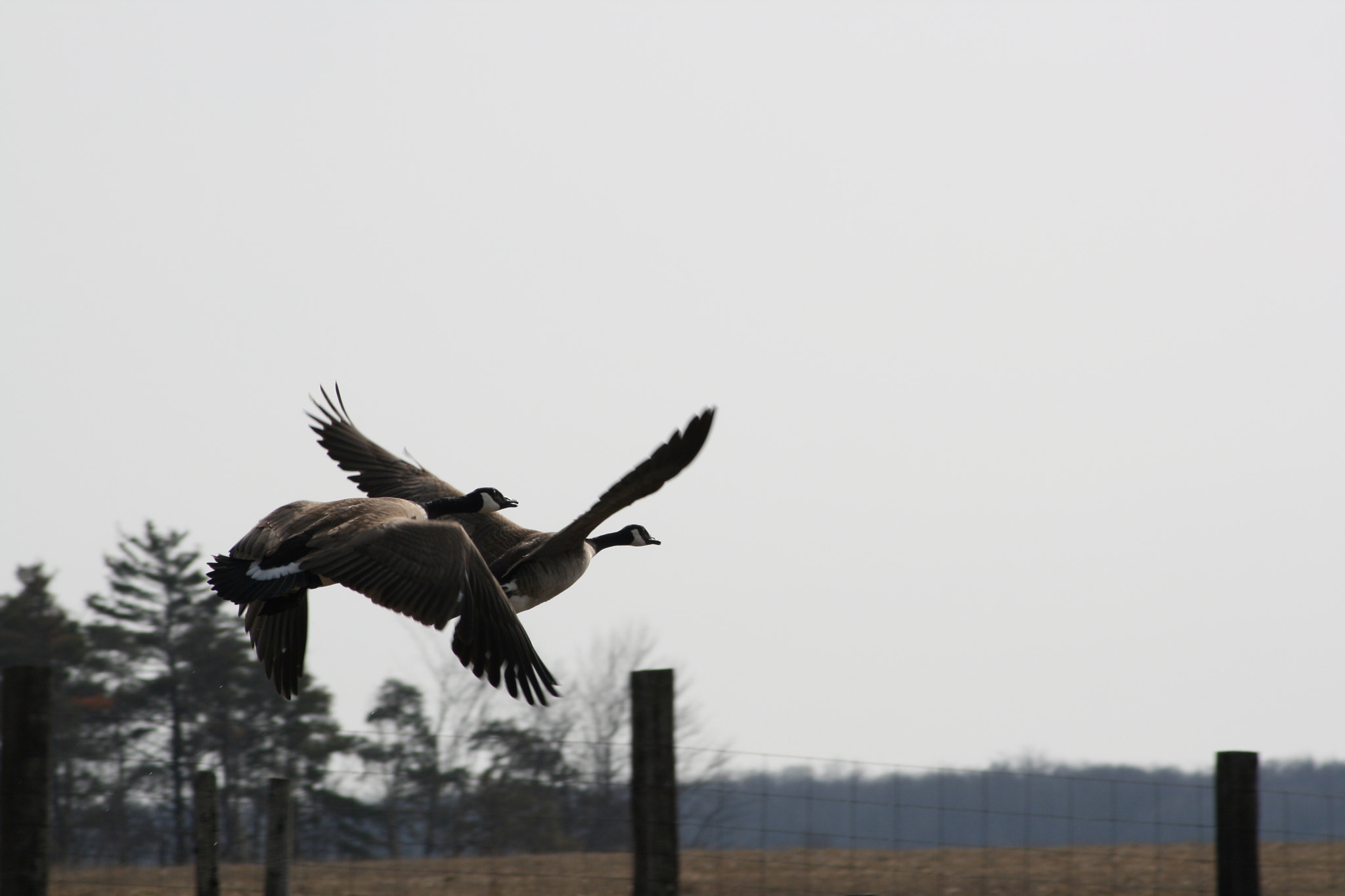 Canon EOS 400D (EOS Digital Rebel XTi / EOS Kiss Digital X) sample photo. Canadian geese photography
