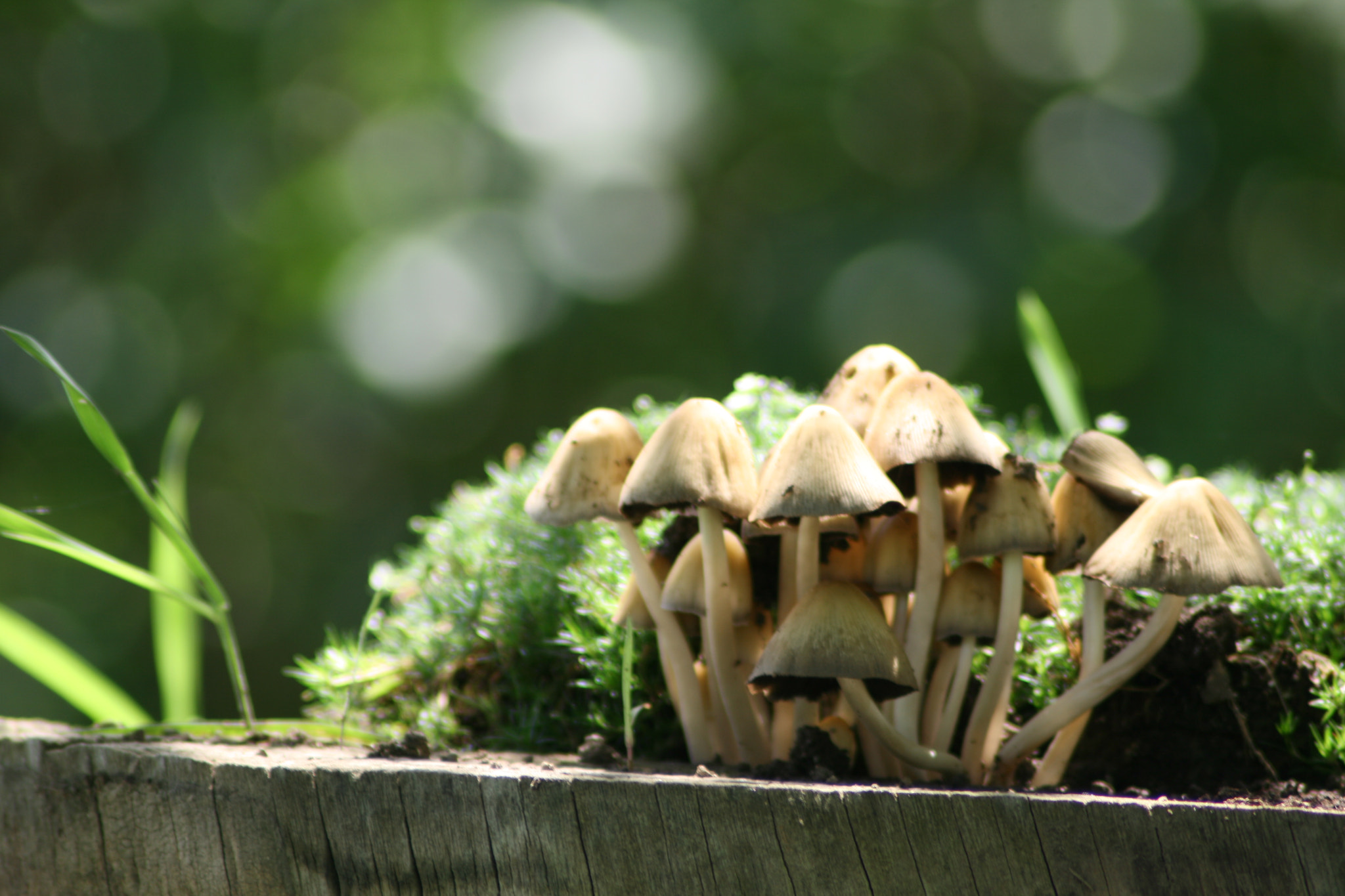 Canon EOS 400D (EOS Digital Rebel XTi / EOS Kiss Digital X) sample photo. Mushrooms photography