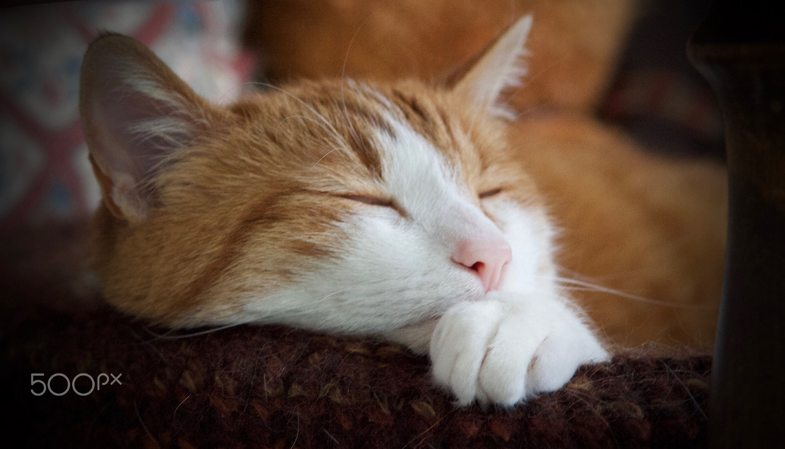 Canon EF 135mm F2.8 SF sample photo. Perrrrfect spot photography