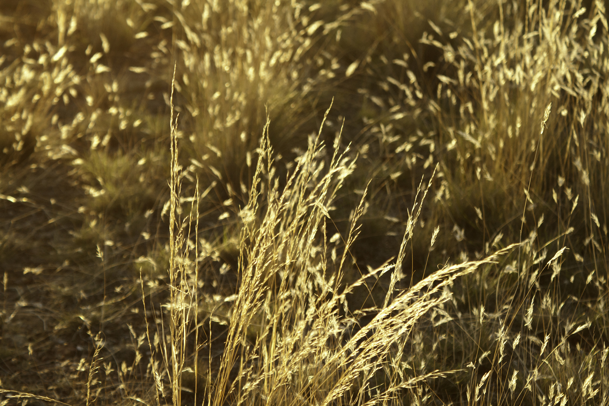 Canon EF 28-90mm f/4-5.6 sample photo. Grass gold photography