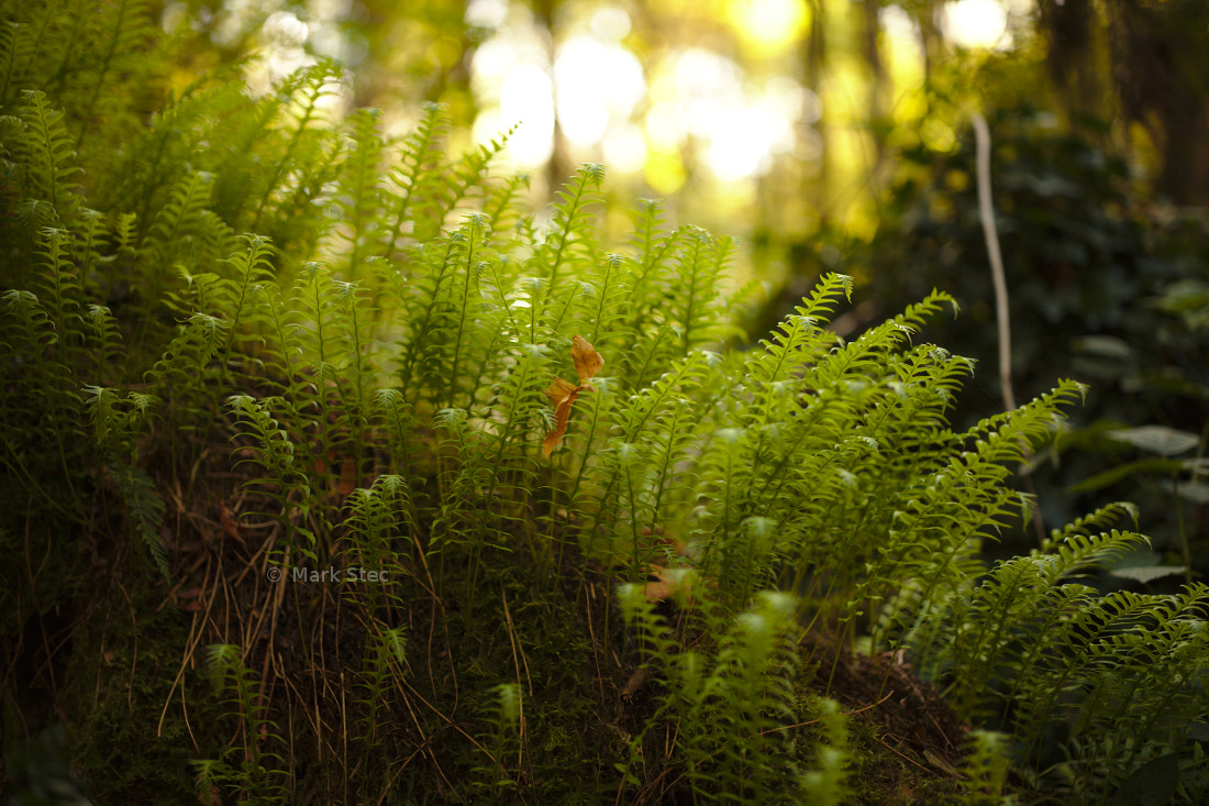 ZEISS Otus 55mm F1.4 sample photo. Ferns photography