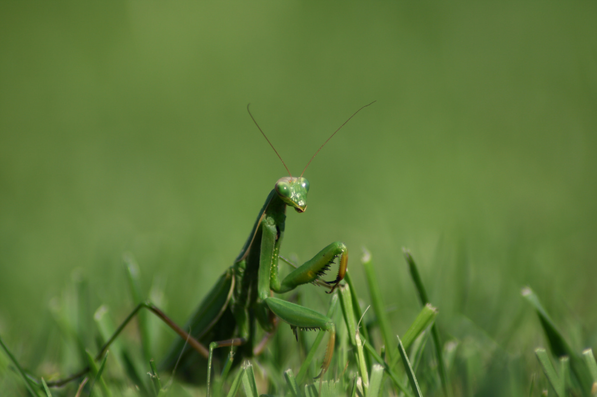 Canon EOS 400D (EOS Digital Rebel XTi / EOS Kiss Digital X) sample photo. The mantis photography